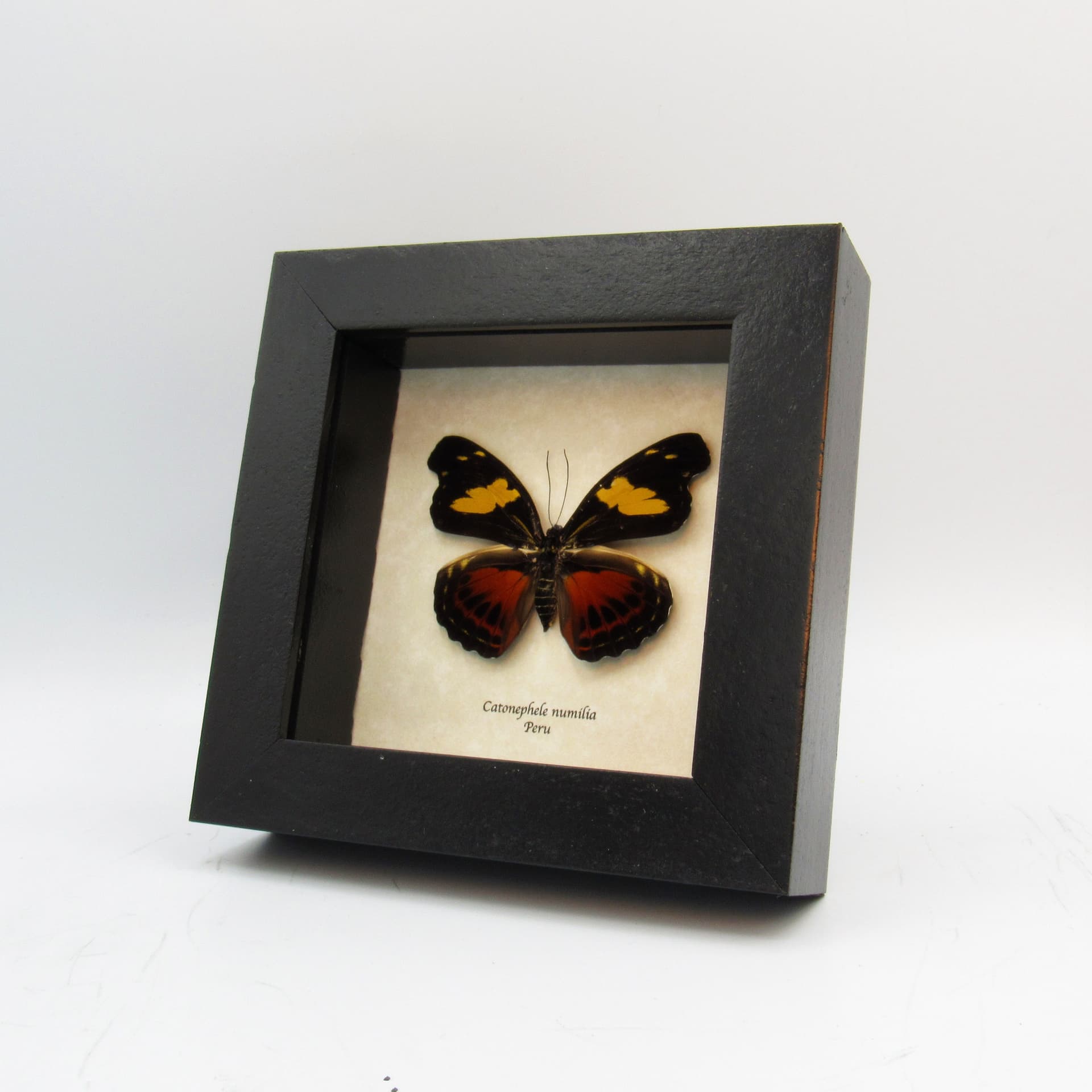 Real framed taxidermy butterfly - Catonephele numilia - female