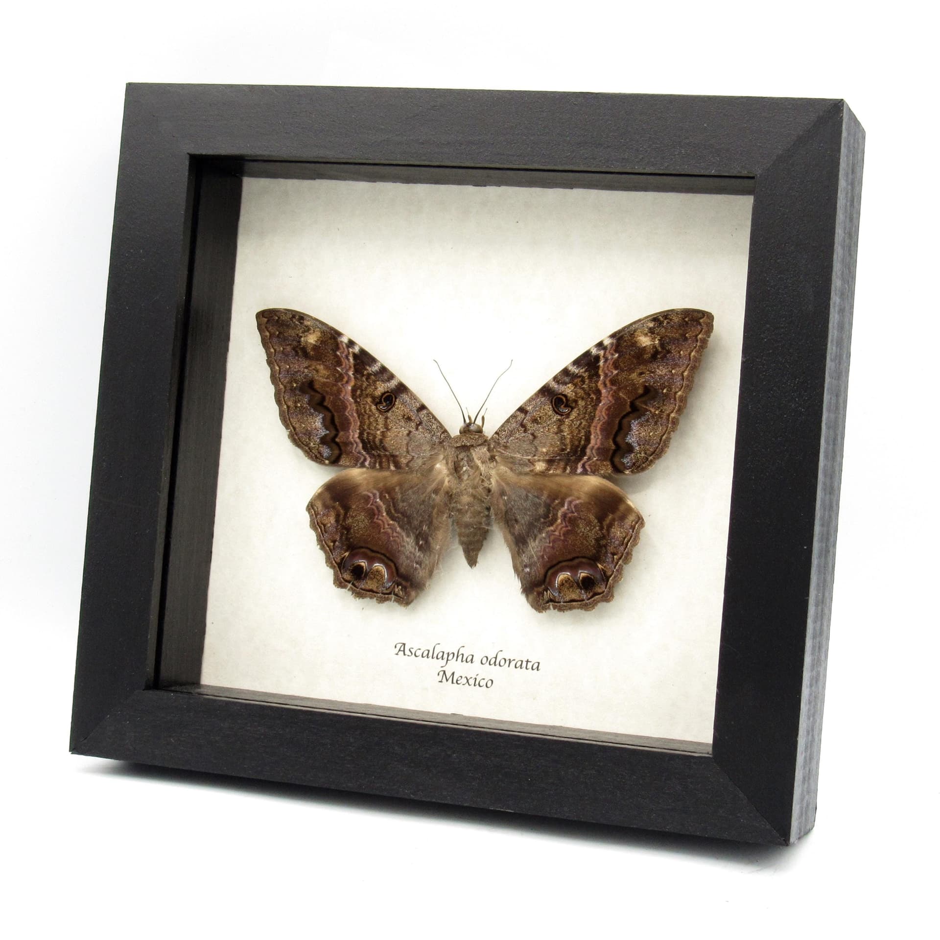 Real Black Witch moth framed taxidermy - Ascalapha odorata