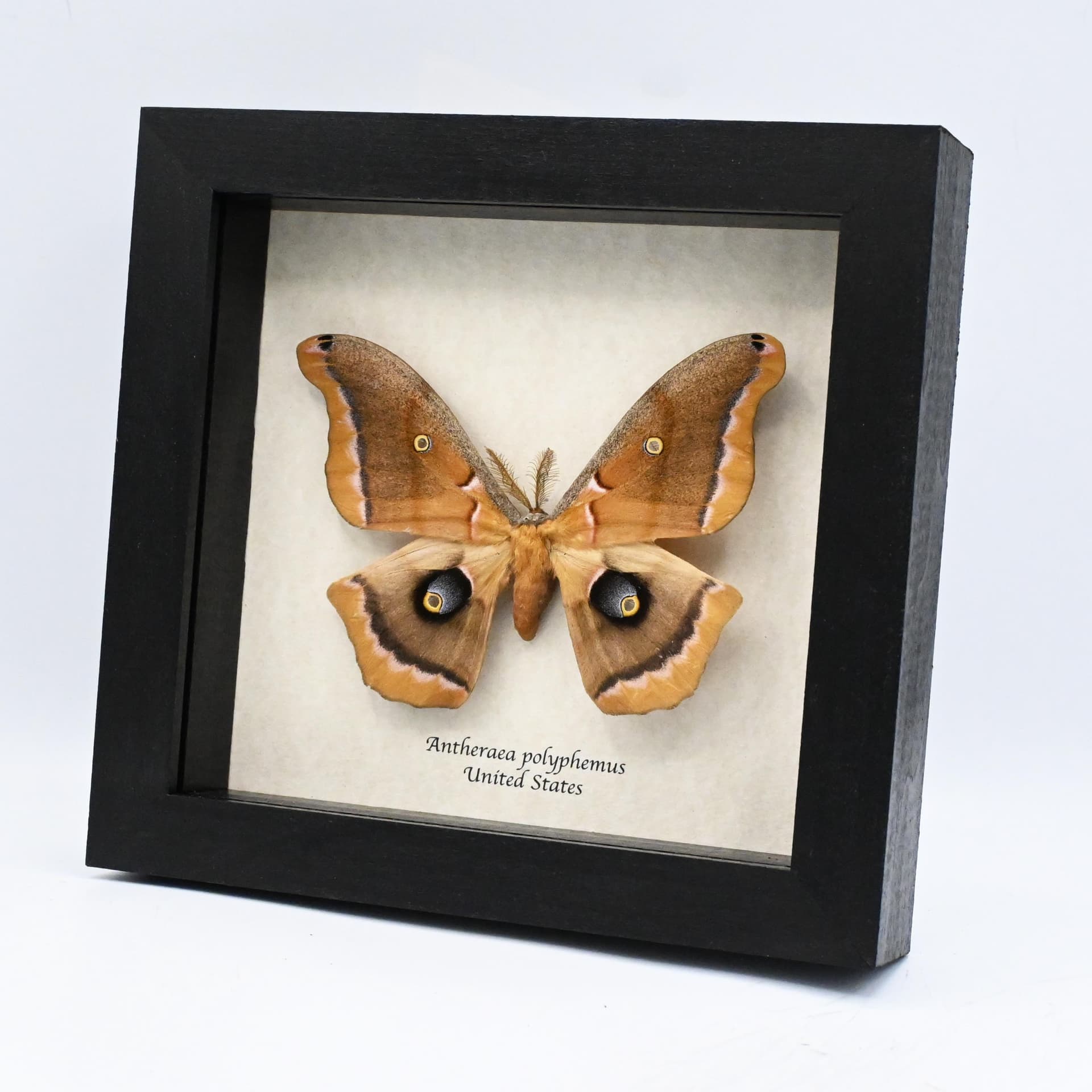 Real Polyphemus moth framed taxidermy - Antherea polyphemus