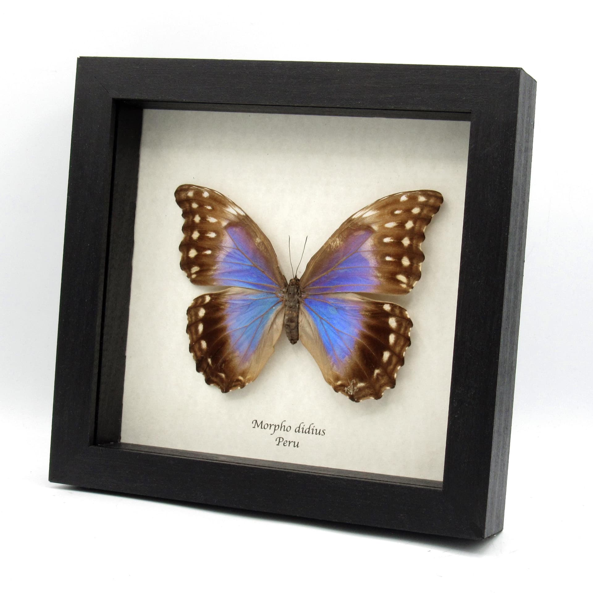 Real giant blue Morpho butterfly framed taxidermy - Morpho didius - female