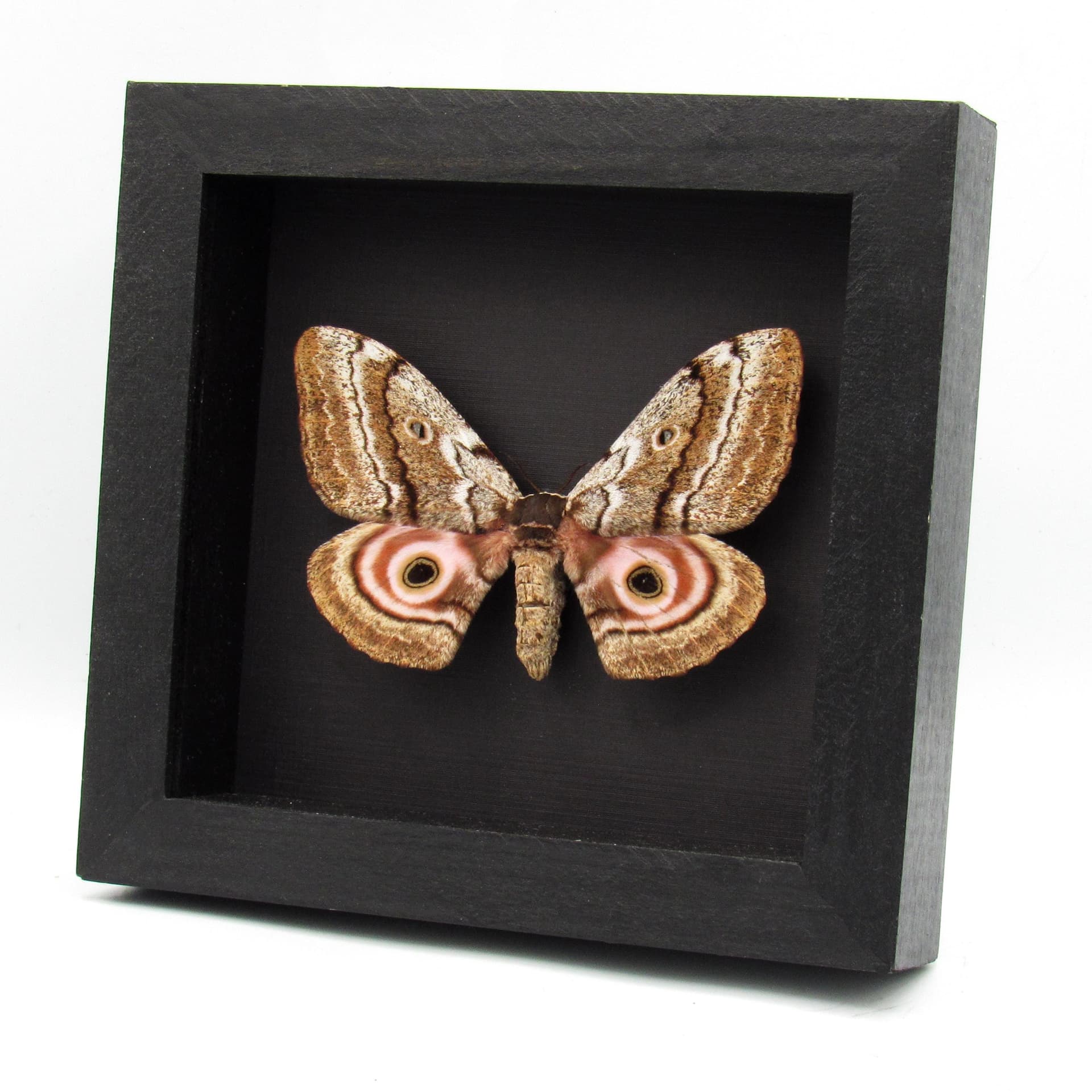 Rare Speckled Emperor moth framed taxidermy - Gynanisa maja - female
