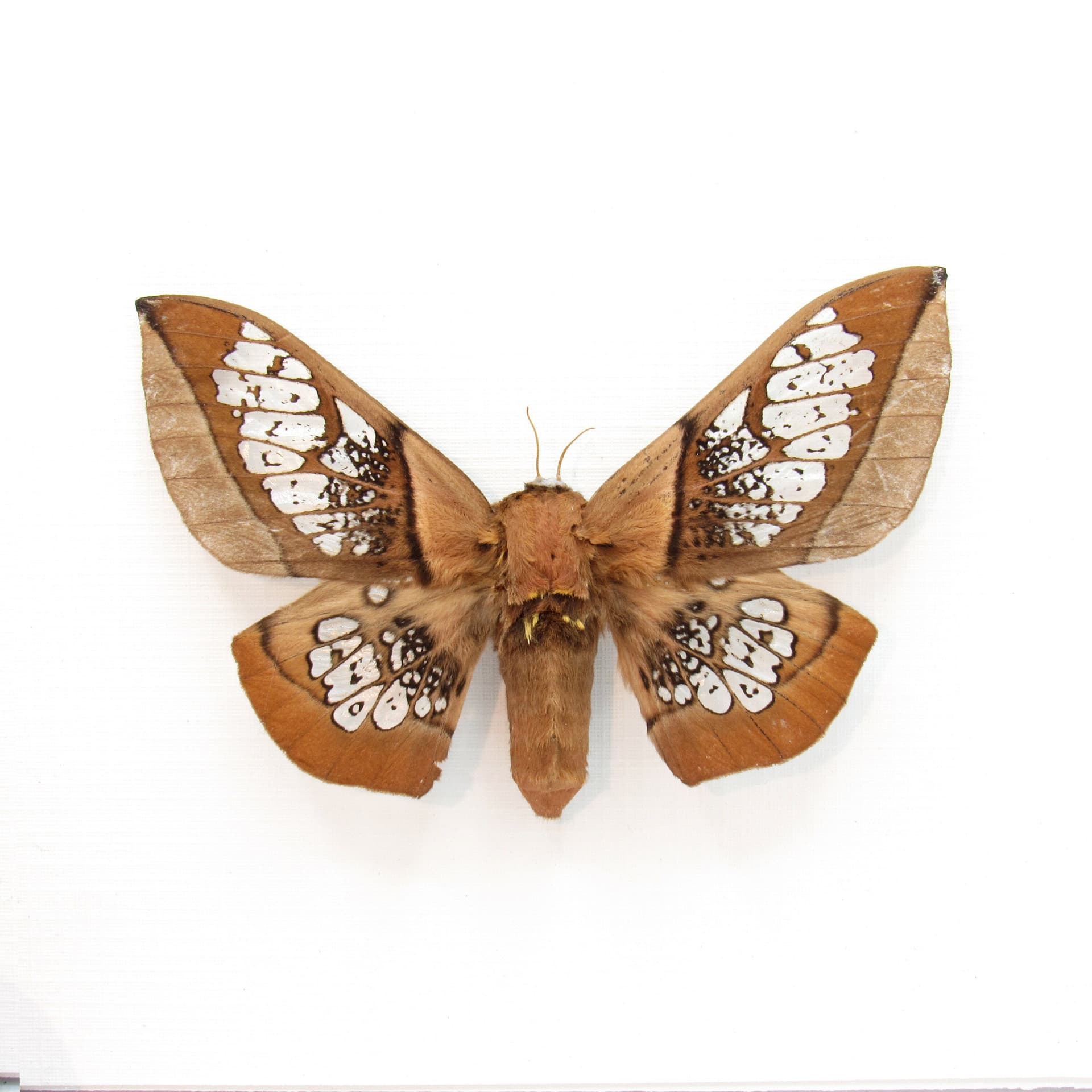 Rare Clear Wing Saturn moth framed taxidermy - Neocarnegia basirei - large female