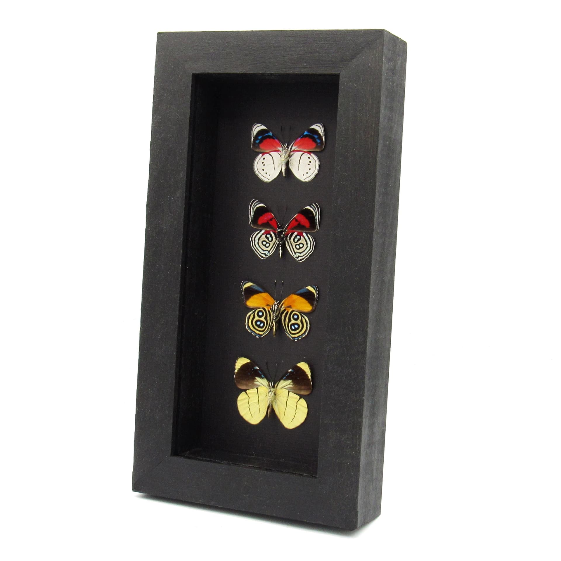 Real framed colorful Amazonian butterfly specimen collection