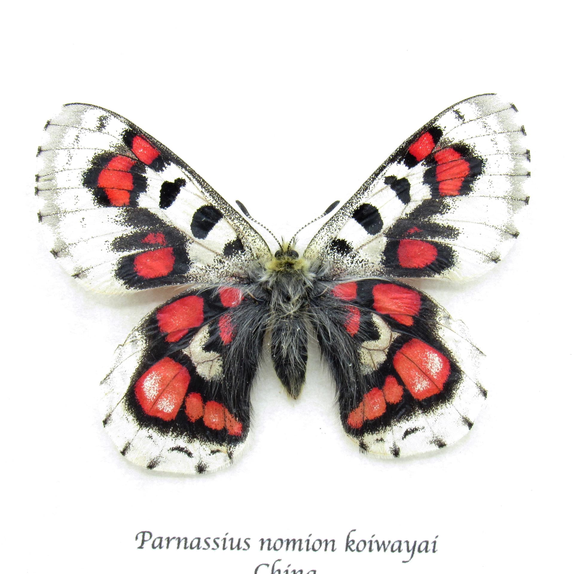 Very rare red Snow Apollo butterfly framed specimen - Parnassius nomion koiwayai - female