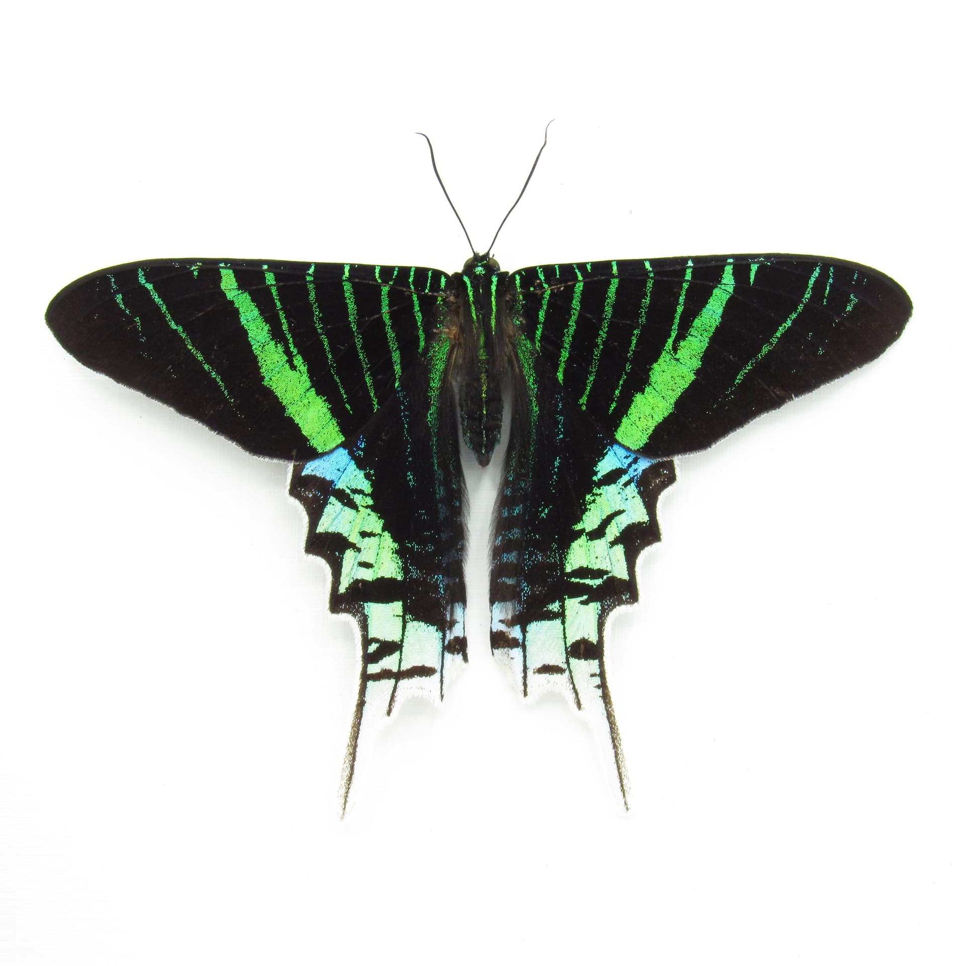 Real metallic moth framed taxidermy - Urania leilus - Victorian mount