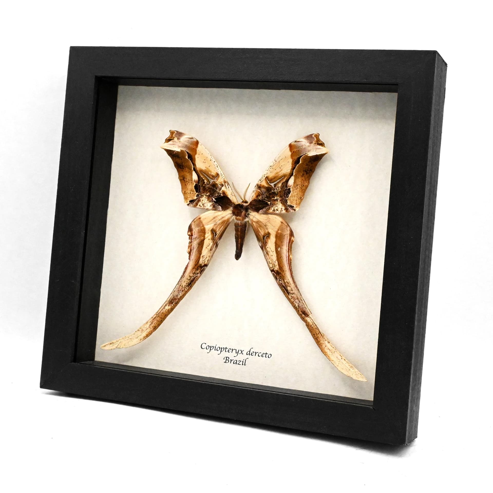 Rare Giant Saturn moth framed taxidermy - Copiopteryx derceto
