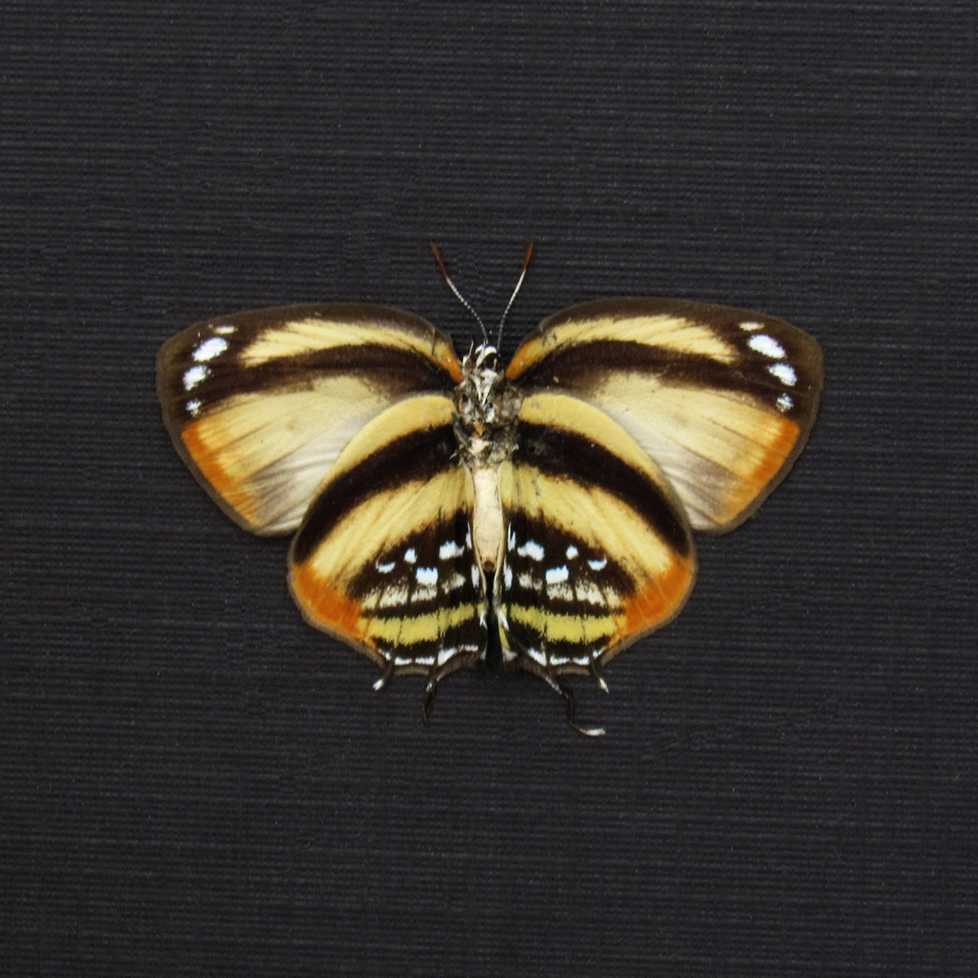 Real tiny Hairstreak butterfly framed taxidermy - Thestius species - Victorian mount