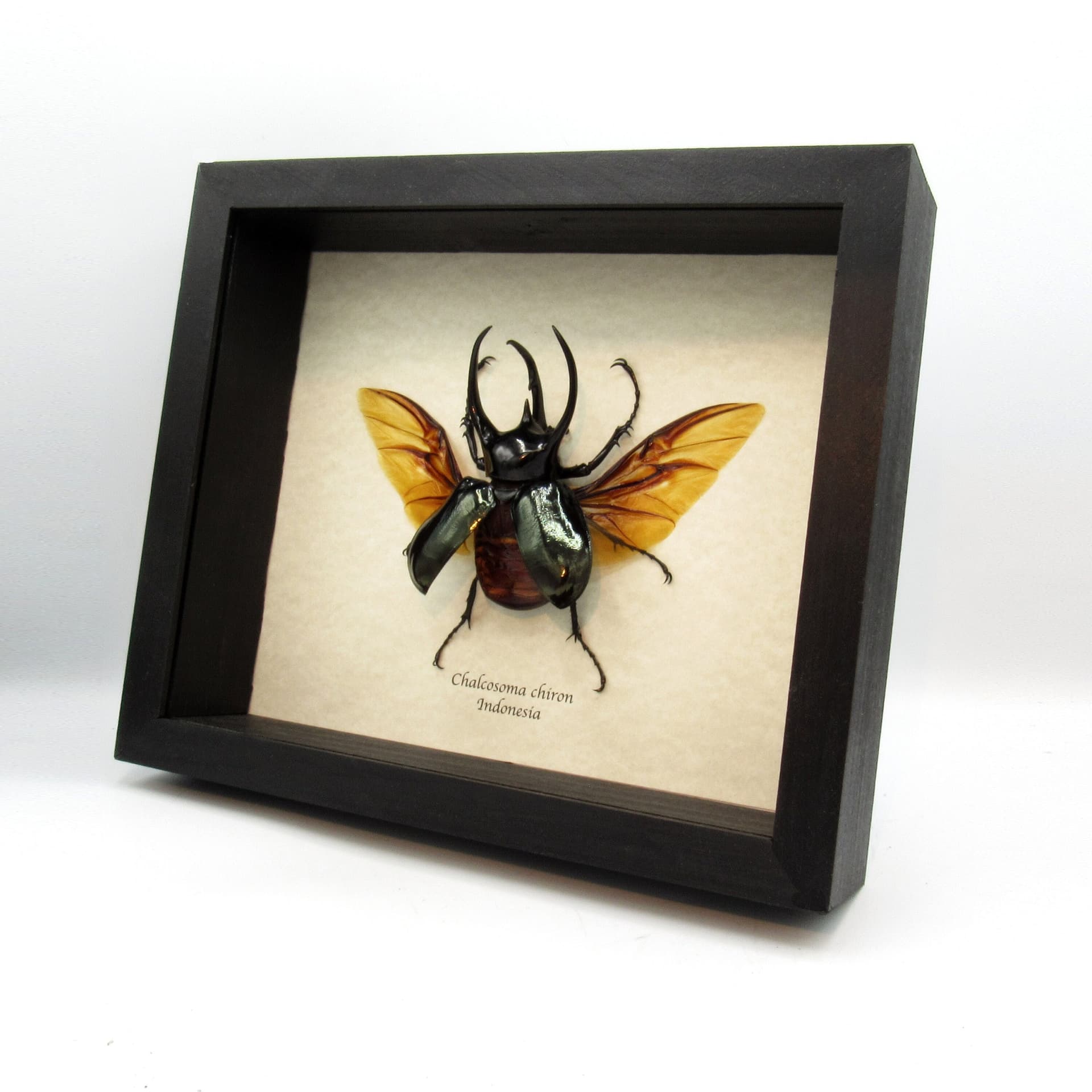Real XXL Rhinoceros beetle framed taxidermy - Chalcosoma chiron