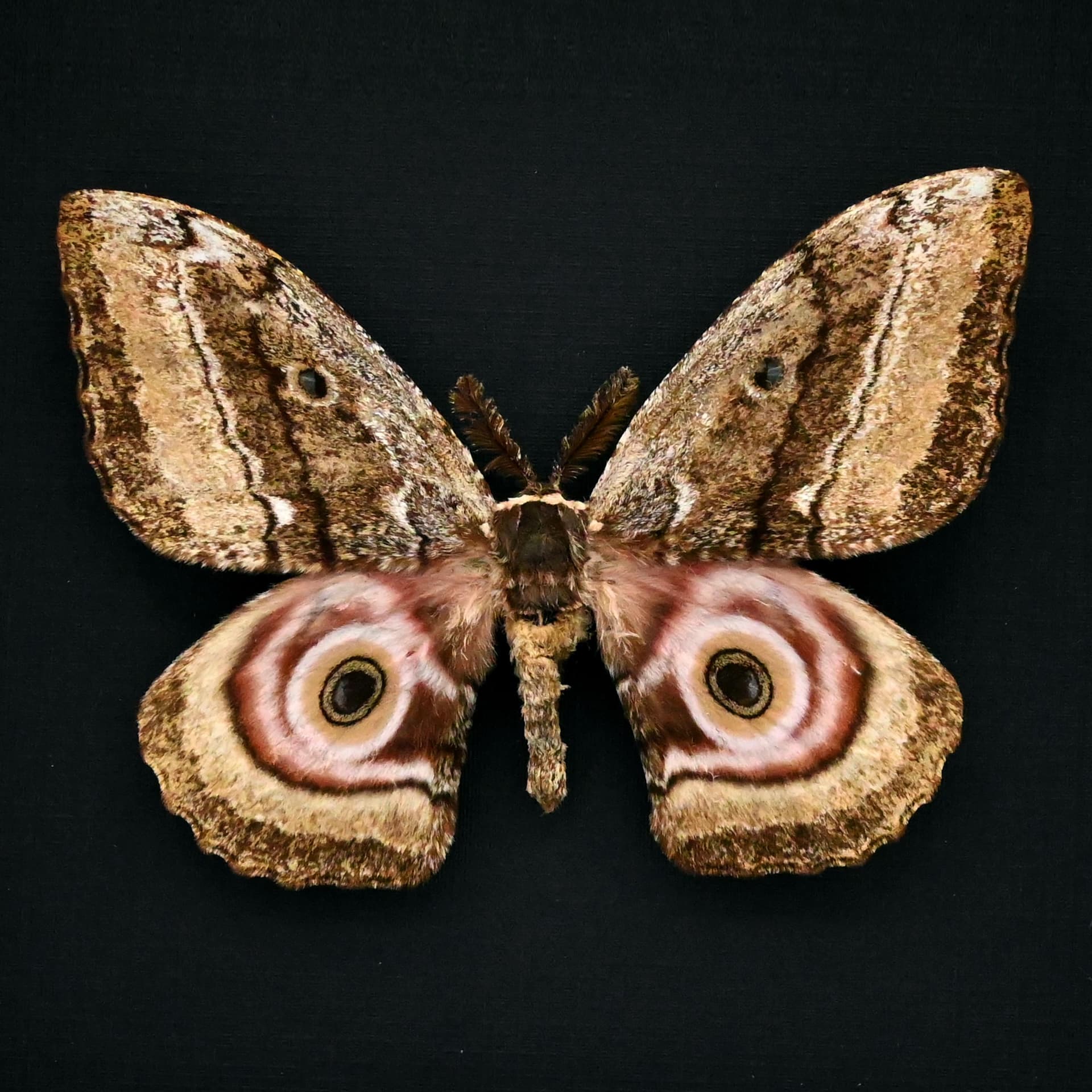 Real Giant Emperor moth framed taxidermy - Gynanisa ata