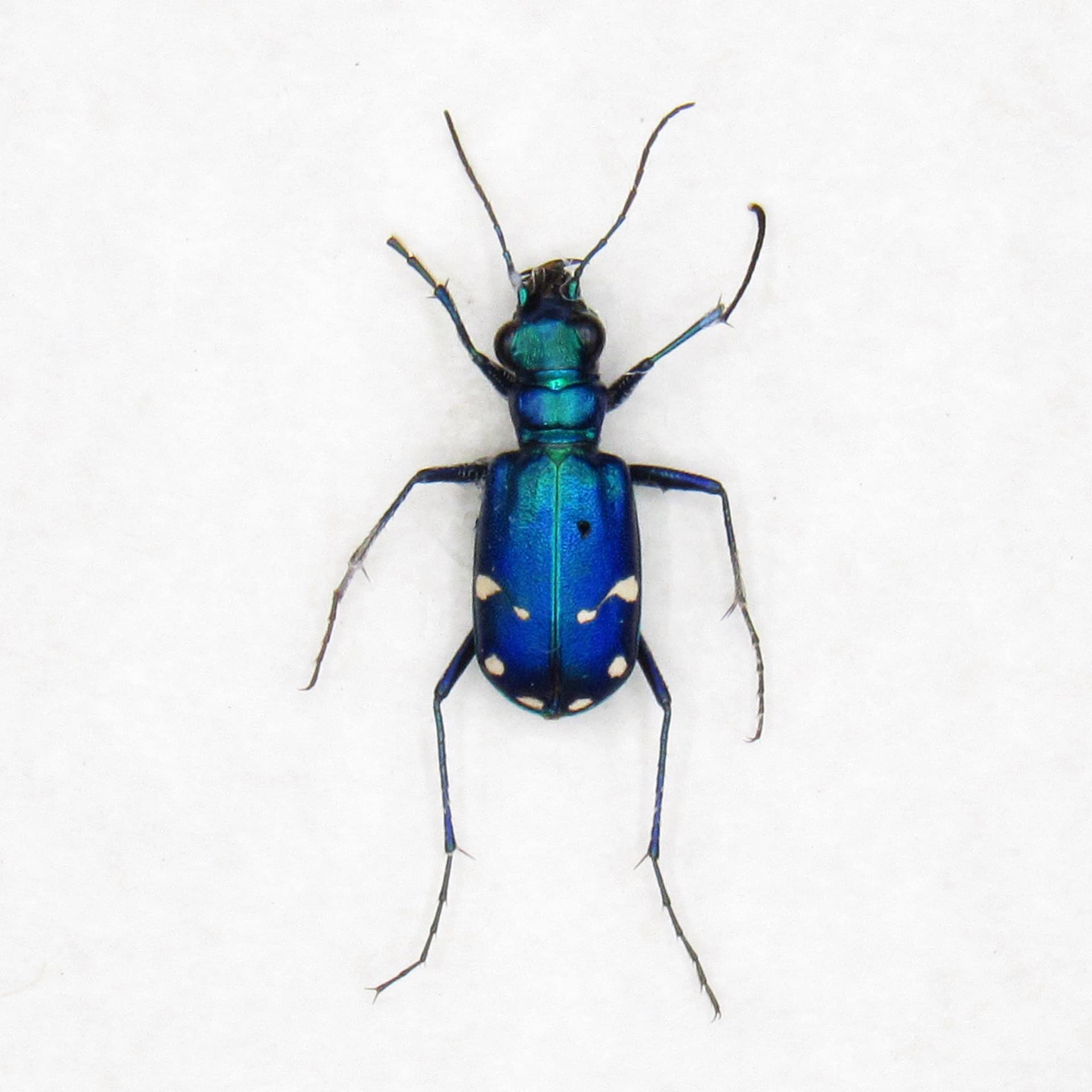 Real North American Tiger beetle framed taxidermy - Cicindela sexguttata