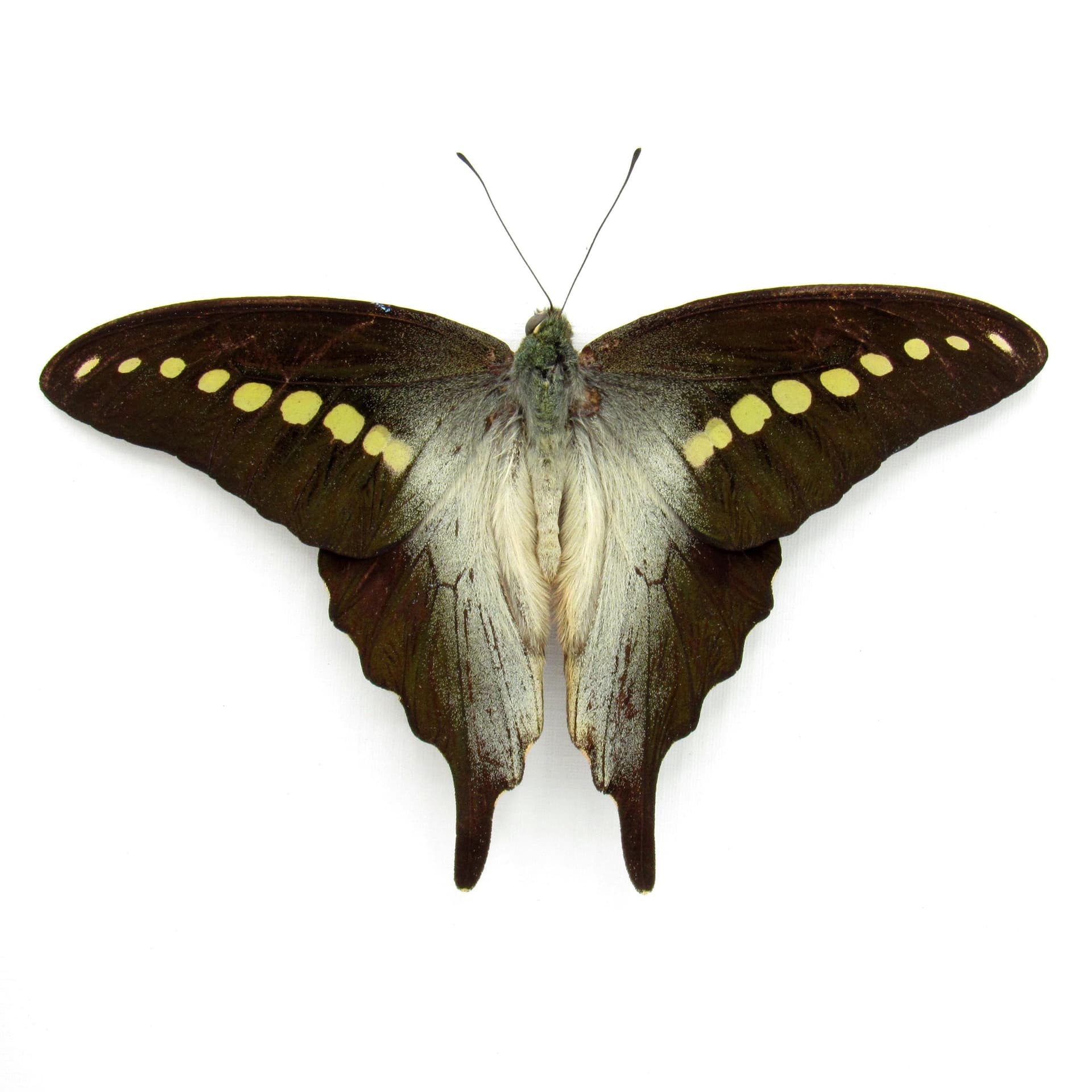 Real framed taxidermy butterfly taxidermy - Graphium codrus - Victorian mount