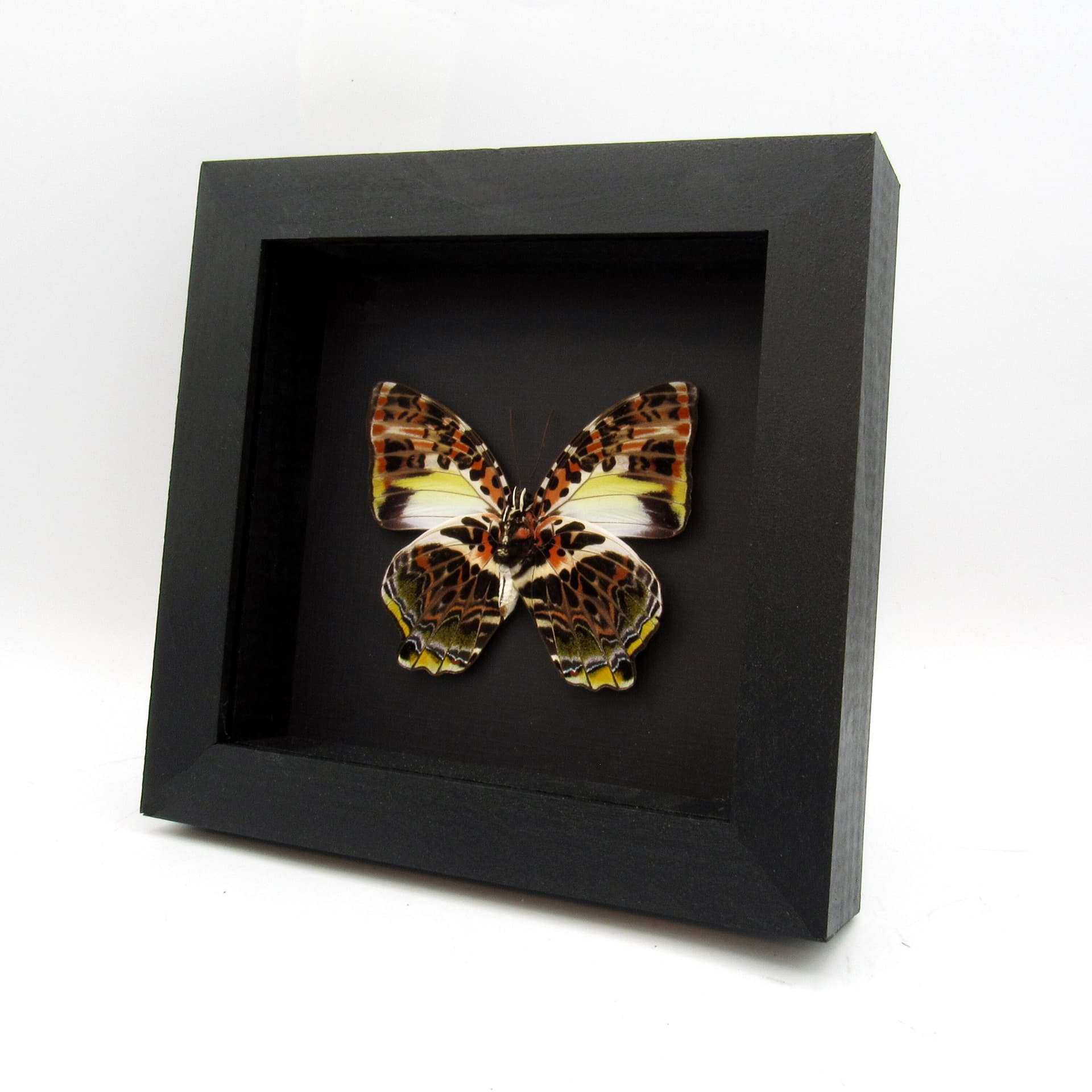 Large red real butterfly framed taxidermy - Agatasa calydonia