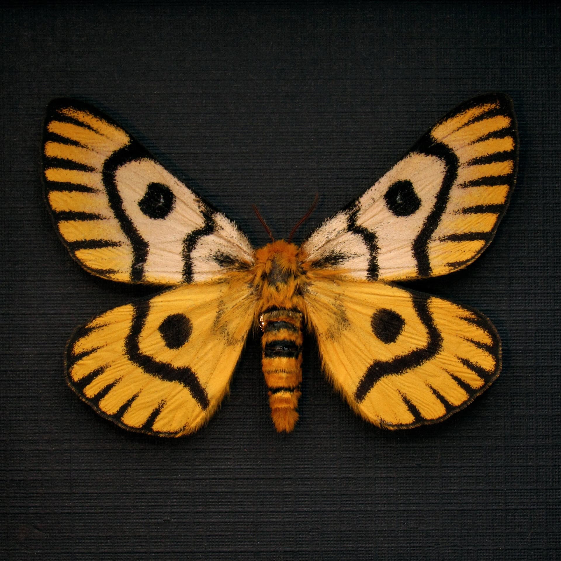 Real rare Sheep moth framed taxidermy - Hemileuca nuttalli - female