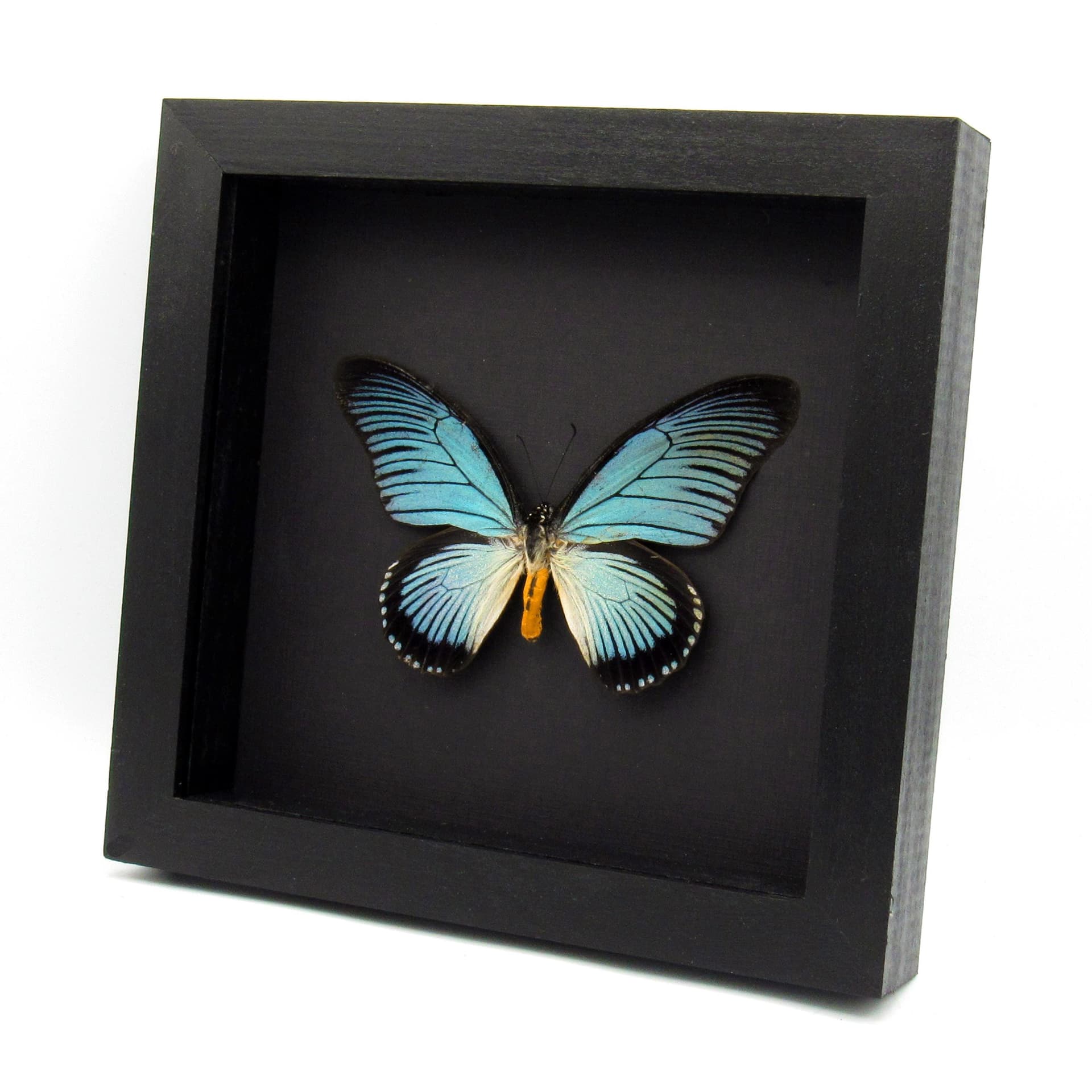 Real Giant Blue Swallowtail butterfly framed taxidermy - Papilio zalmoxis