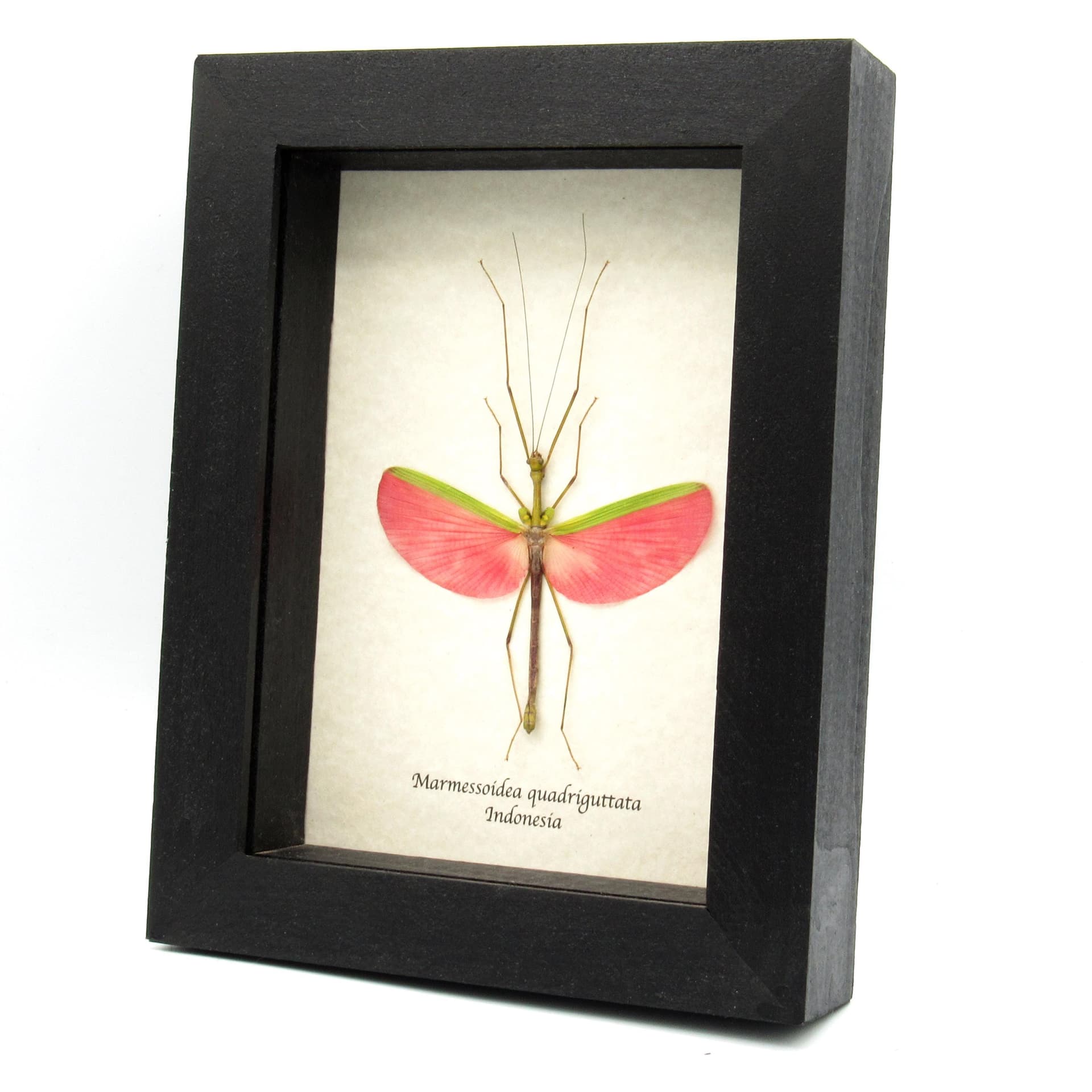 Real pink stick bug framed taxidermy - Marmessoidea quadriguttata