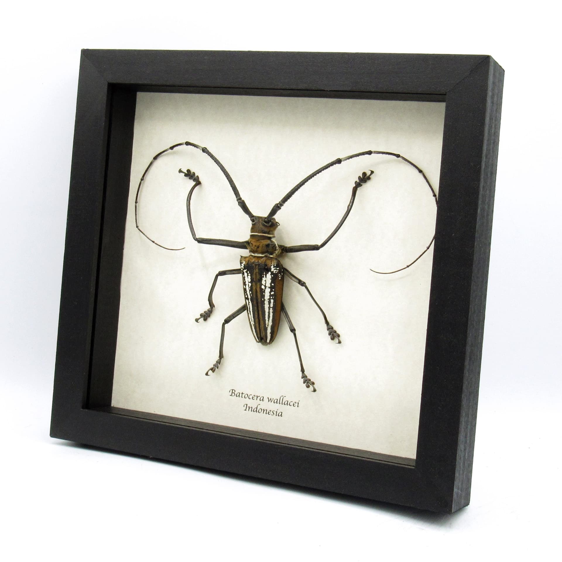 Rare XL Wallace’s Longhorn beetle framed taxidermy - Batocera wallacei