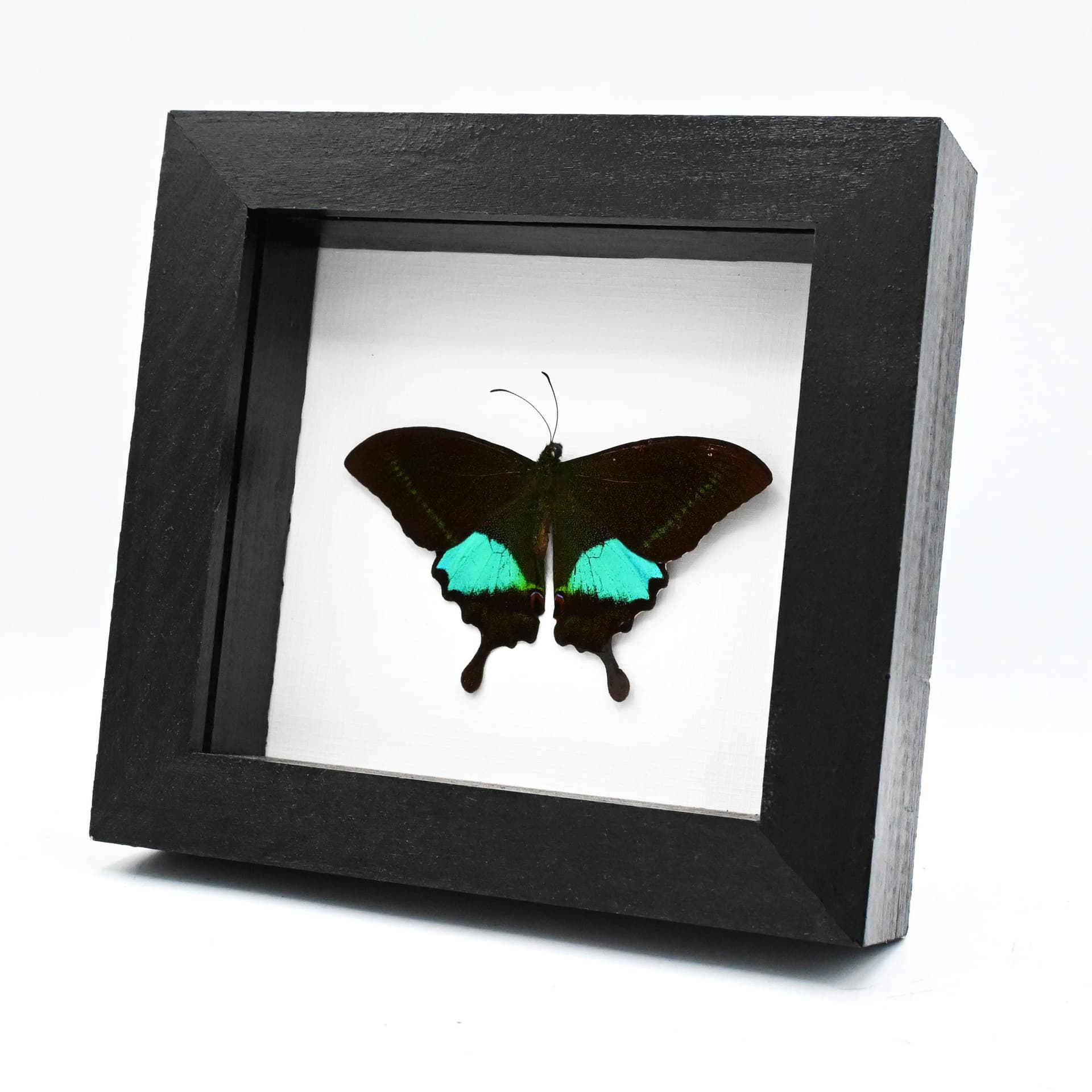 Real Paris Peacock butterfly framed taxidermy - Papilio paris - Victorian mount - 2