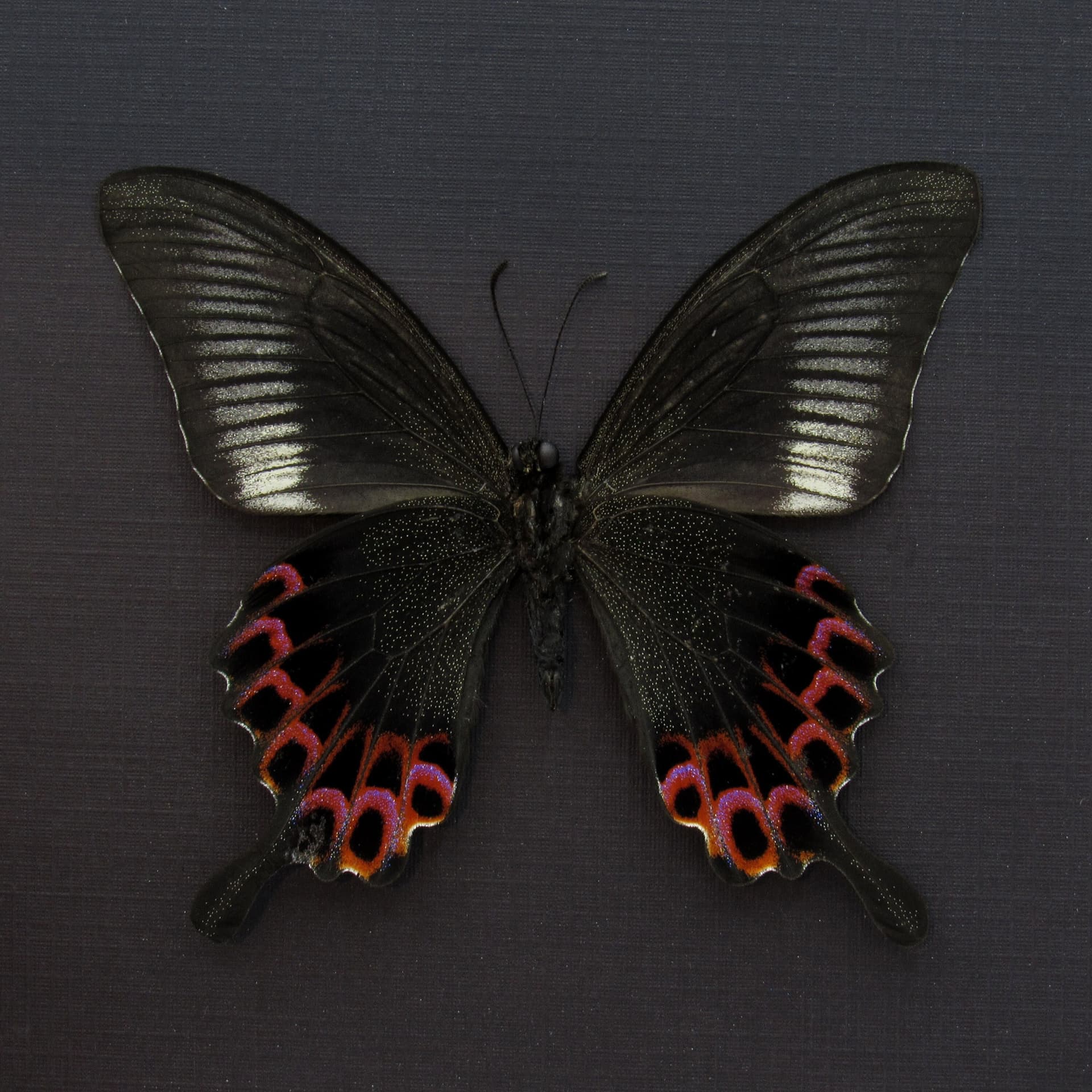 Rare Swallowtail butterfly framed taxidermy - Papilio hoppo