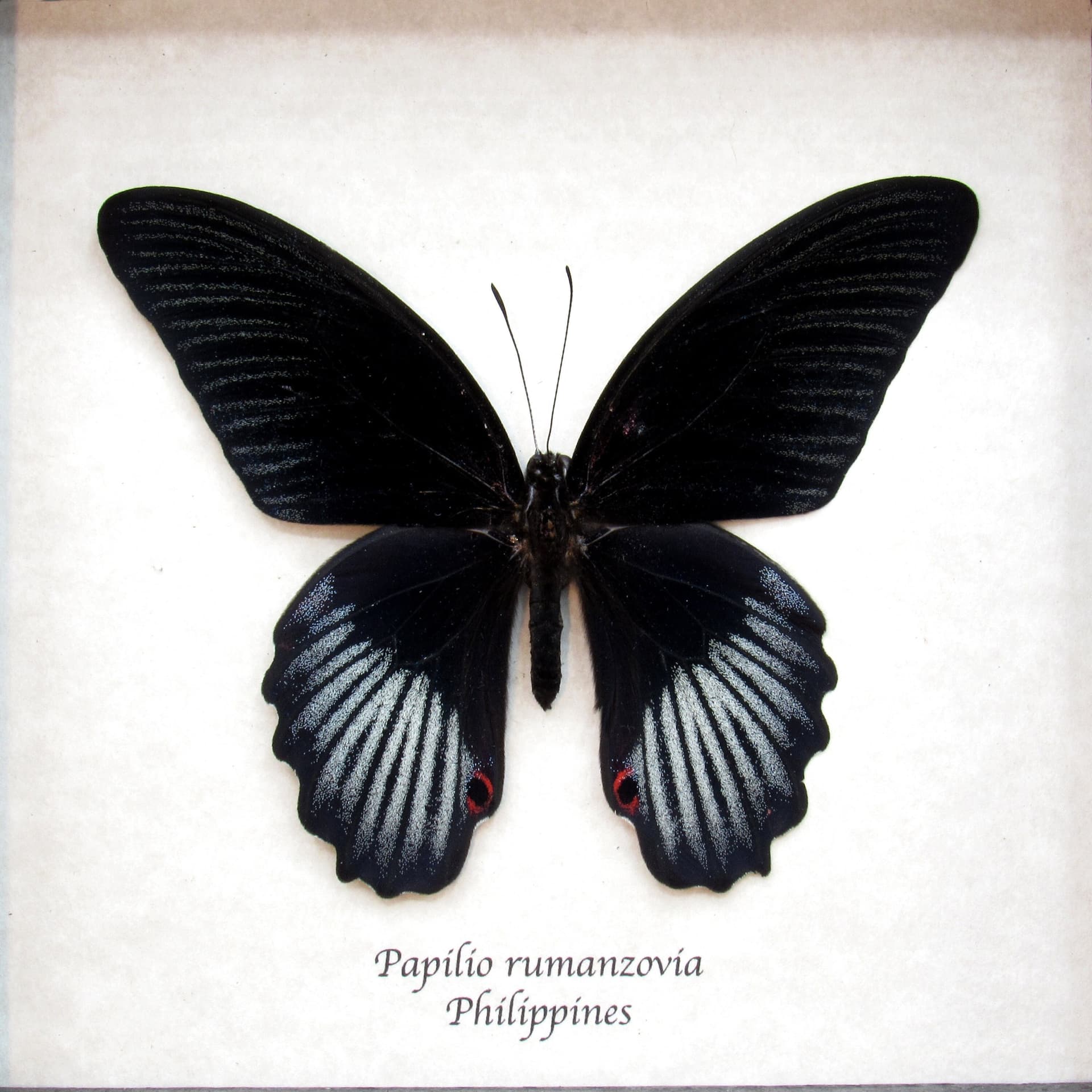 Real black Swallowtail butterfly framed taxidermy - Papilio rumanzovia