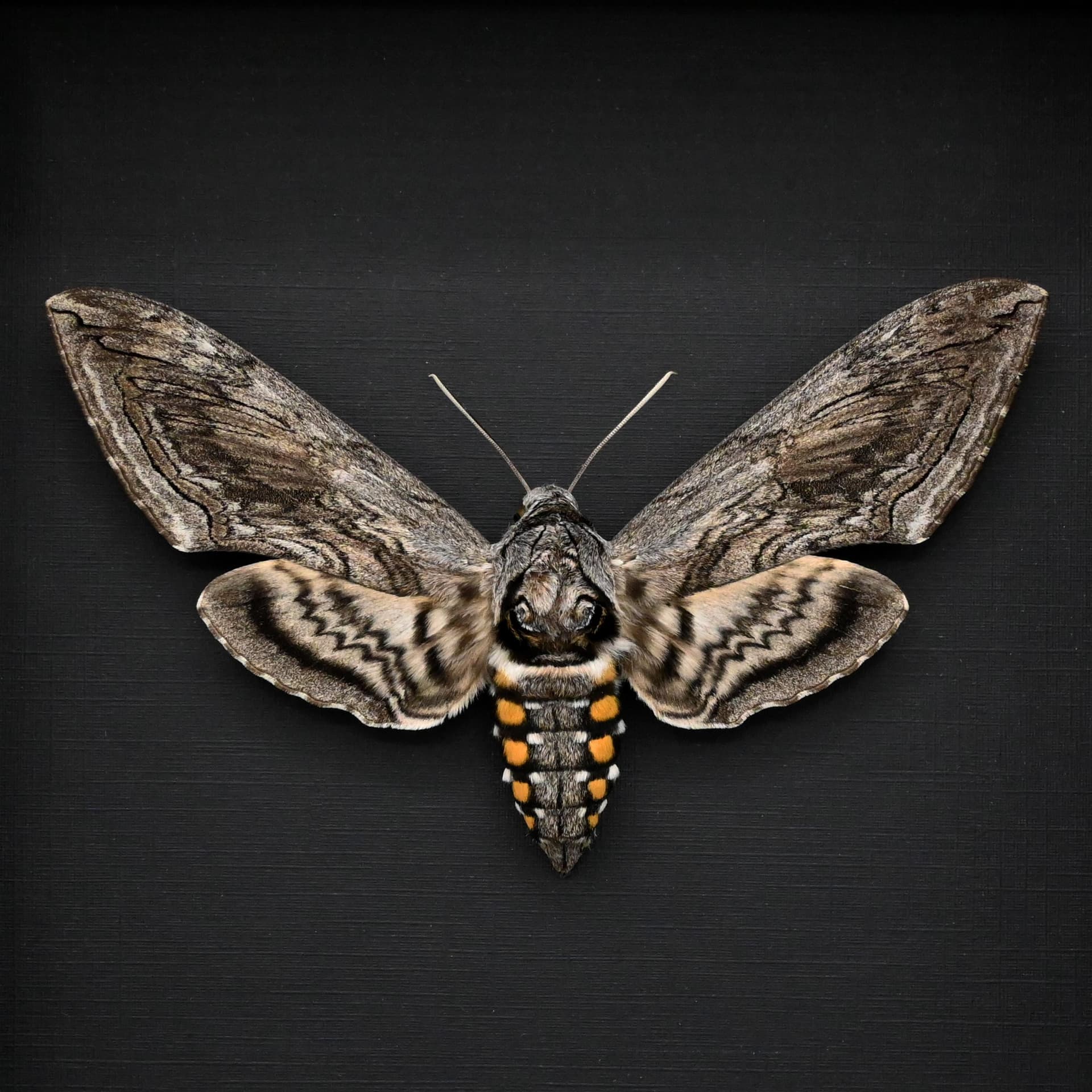 Real Five-Spotted Hawkmoth framed taxidermy - Manduca quinquemaculata