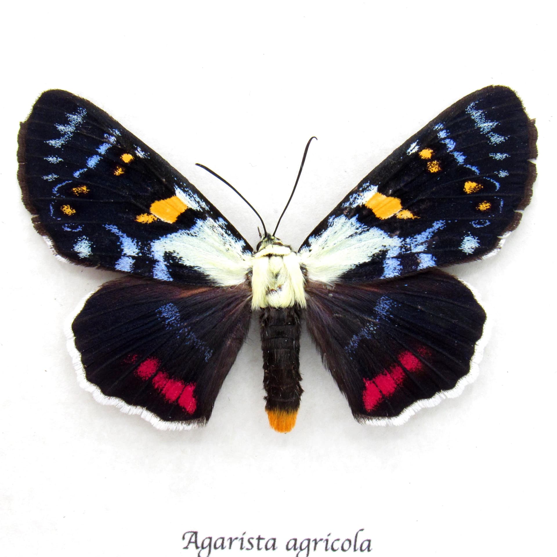 Rare Australian Joseph's Coat moth framed specimen - Agarista agricola - large female