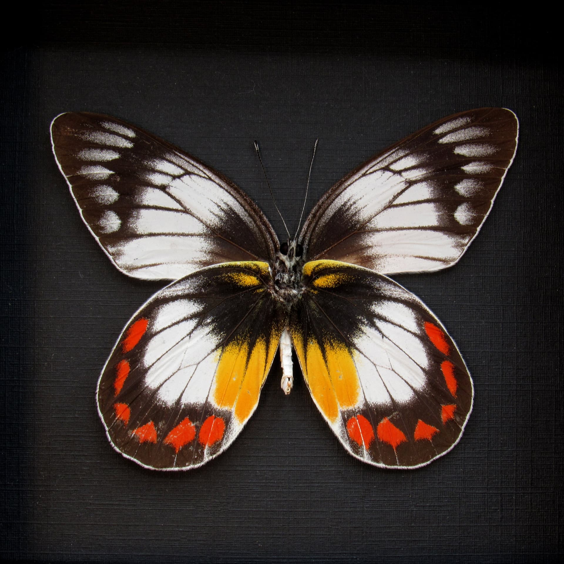 Rare Delias butterfly framed taxidermy - Delias mitisi bangiensis