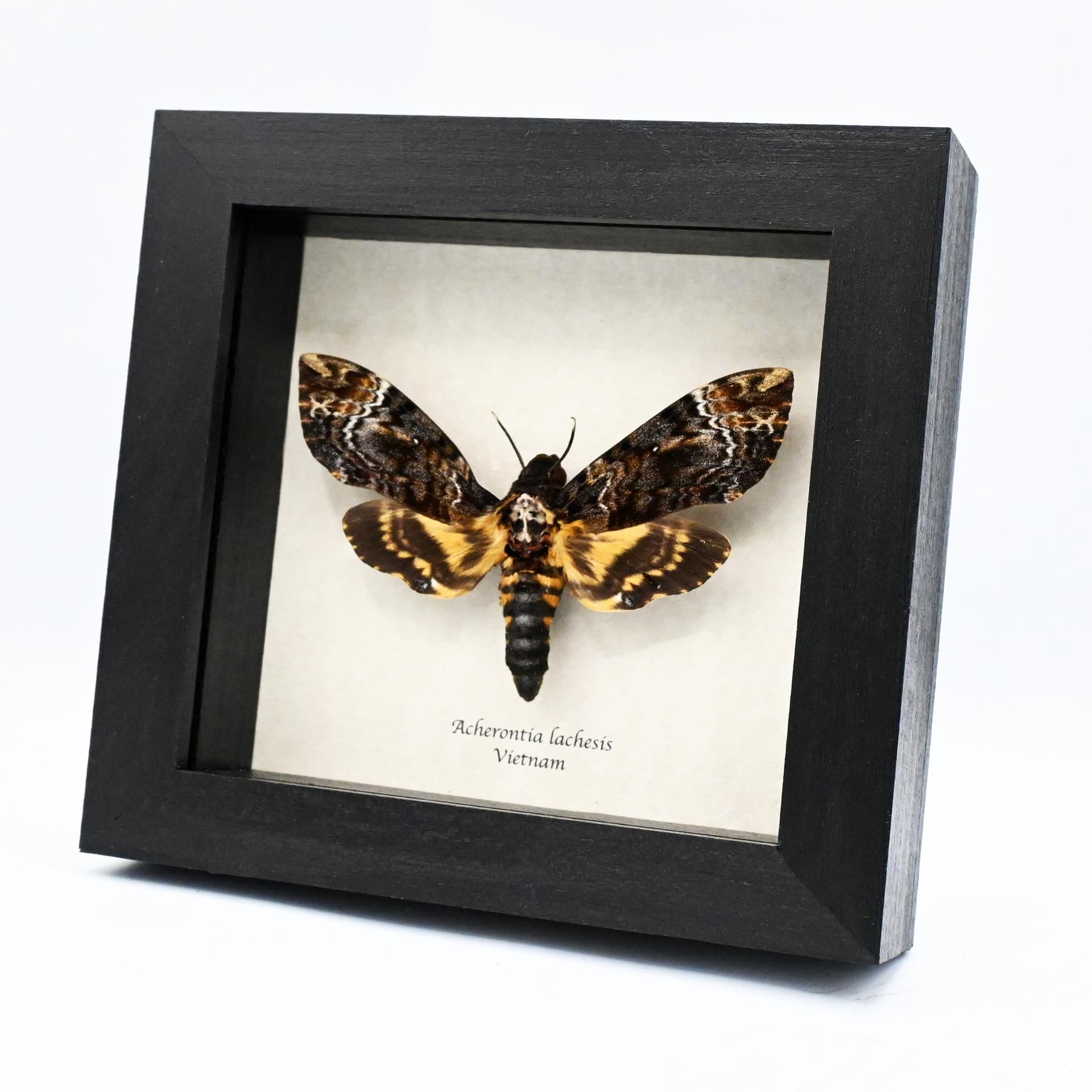Large real Deaths Head moth framed taxidermy - Acherontia lachesis - female