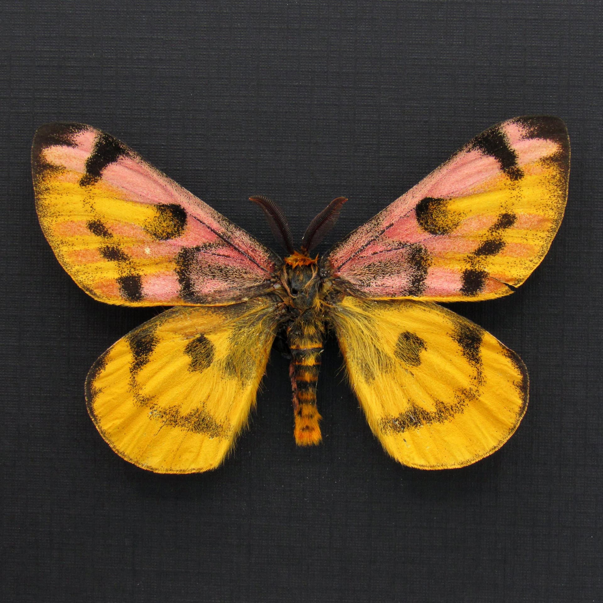 Real rare pink Western Sheep moth framed taxidermy - Hemileuca eglanterina - rare color form