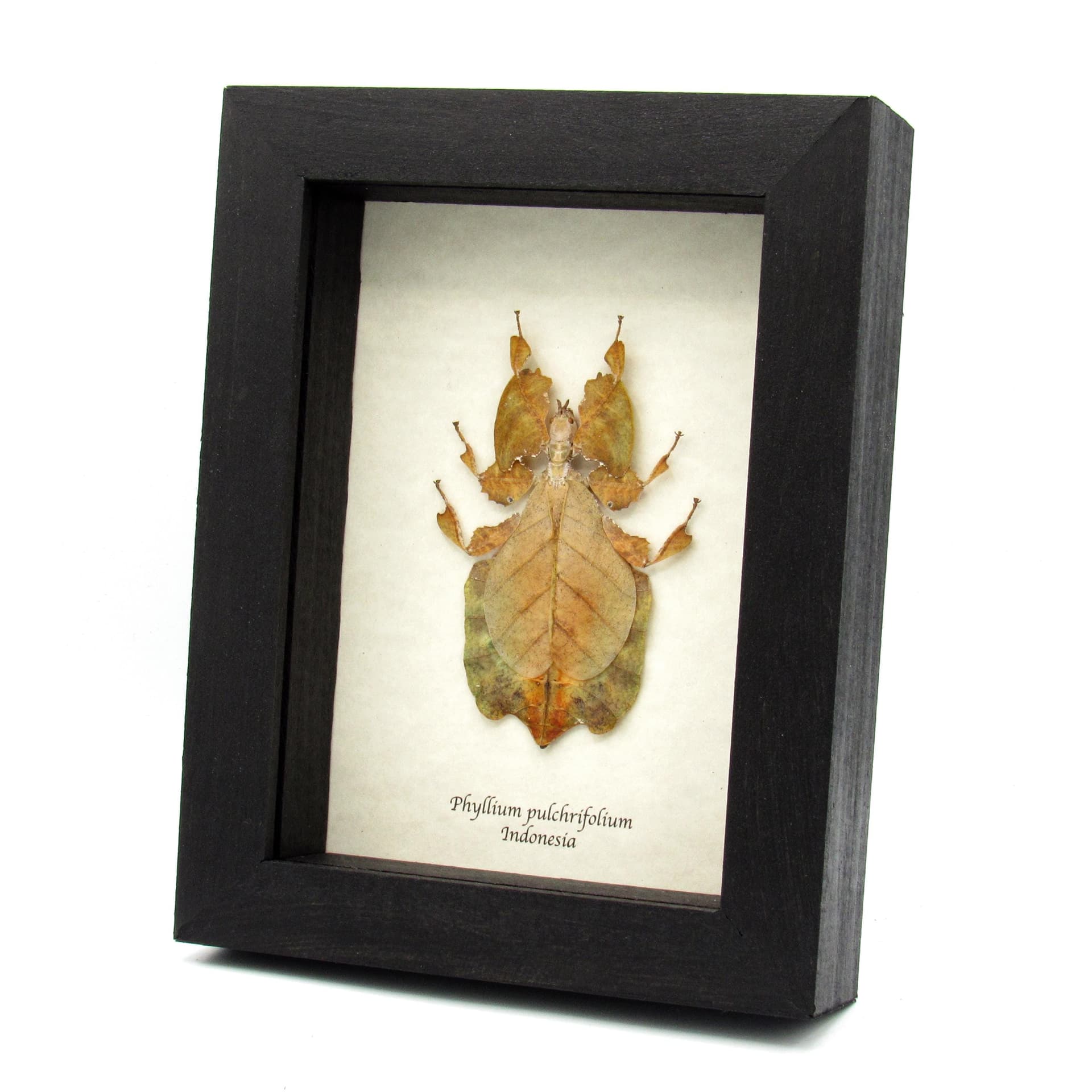 Rare brown Walking Leaf bug framed taxidermy - Phyllium pulchrifolium