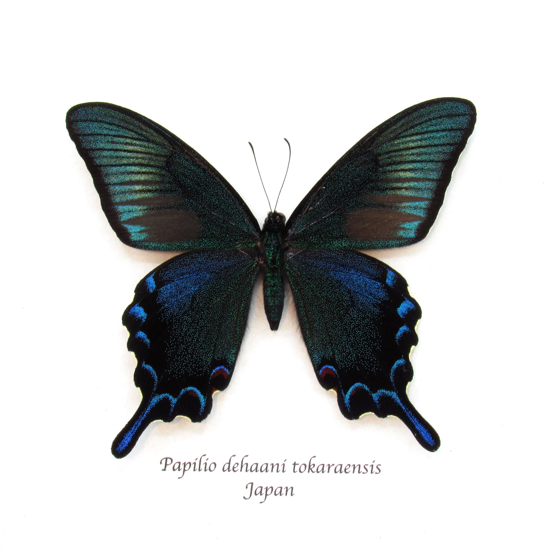 Rare black Peacock butterfly framed taxidermy - Papilio dehaani tokaraensis - large summer form