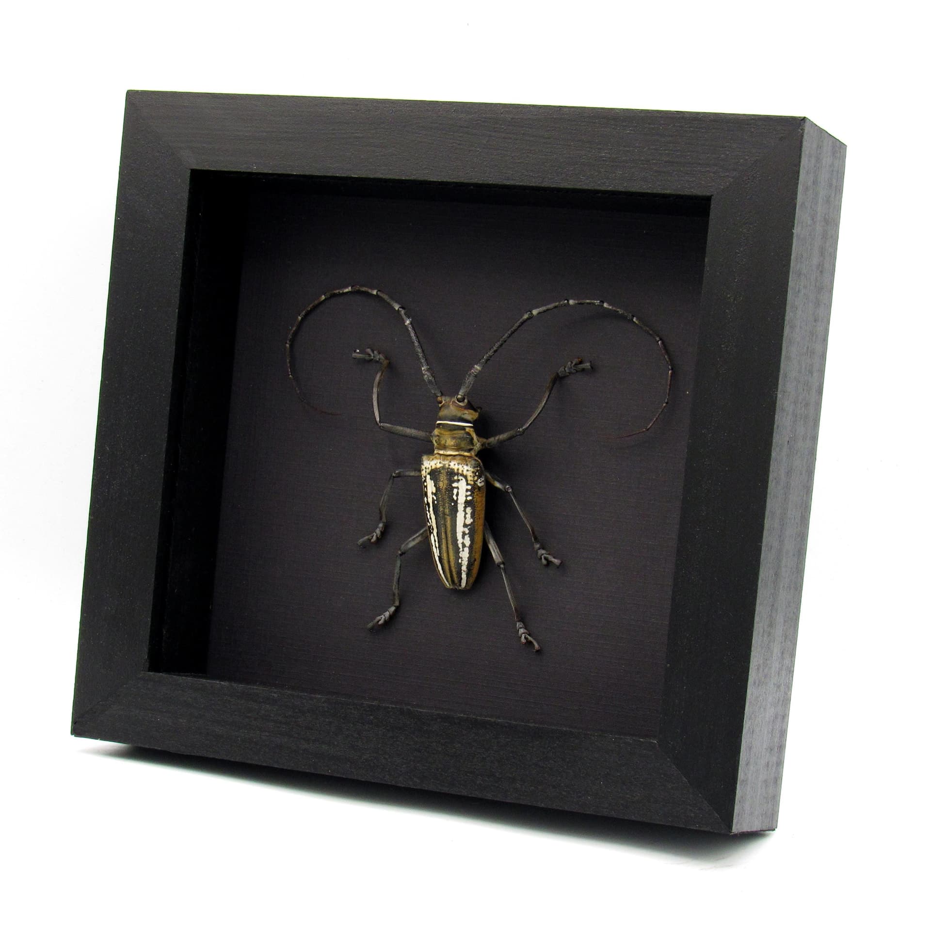 Rare Wallace’s Longhorn beetle framed taxidermy - Batocera wallacei