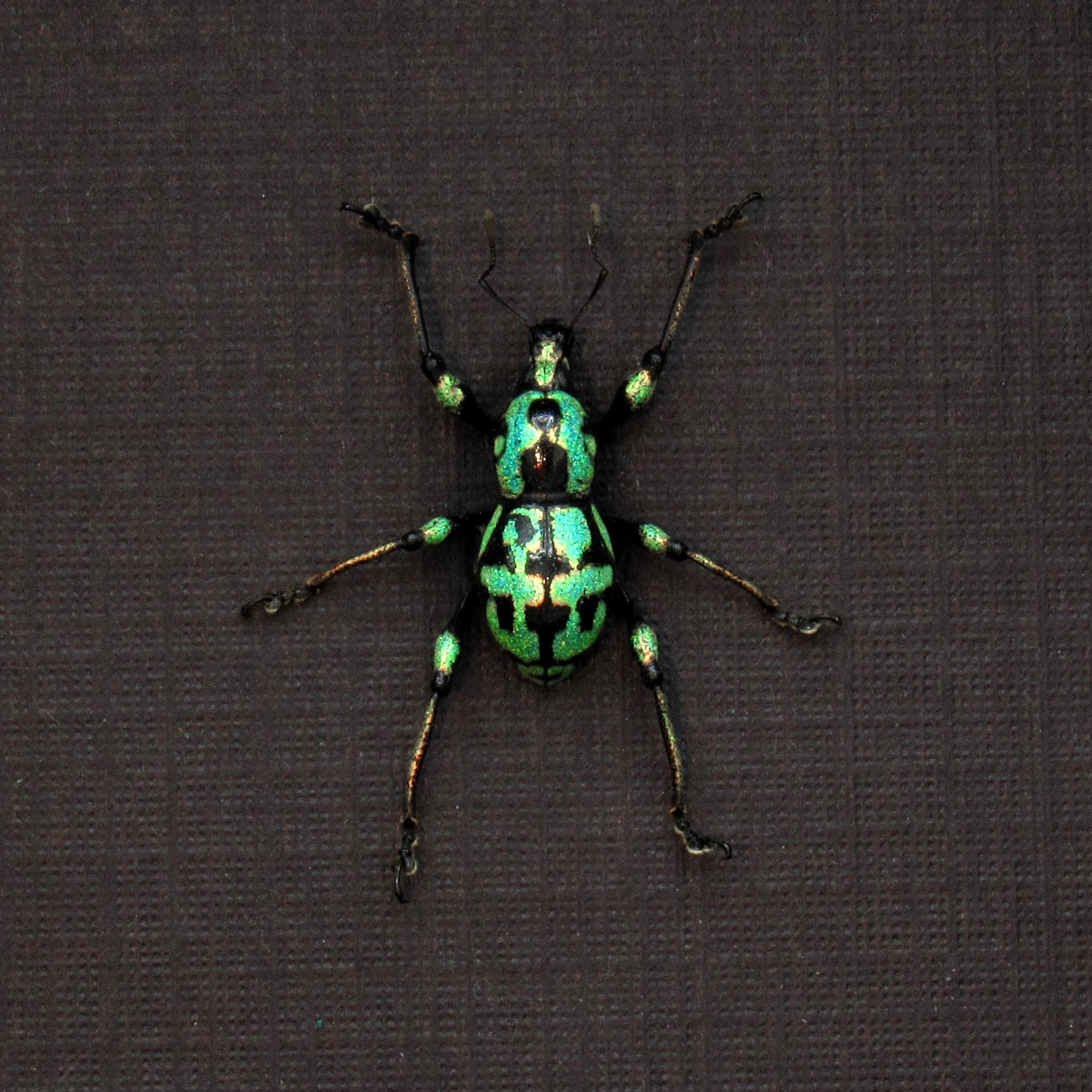 WEEVIL MANIA - Real metallic Weevil beetle framed taxidermy - Metapocyrtus subquadrulifer