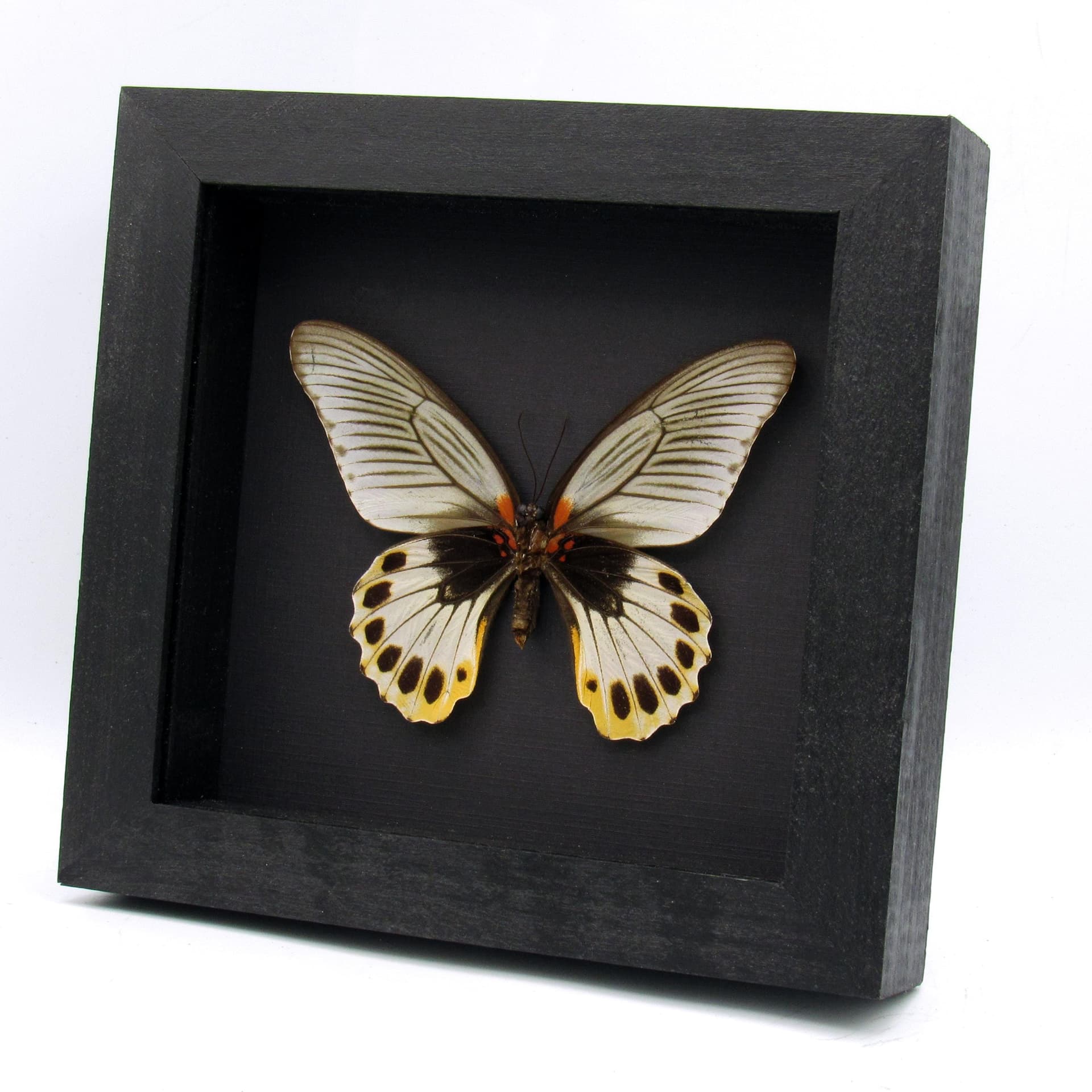 Rare Great Mormon butterfly framed taxidermy - Papilio memnon christianae - female