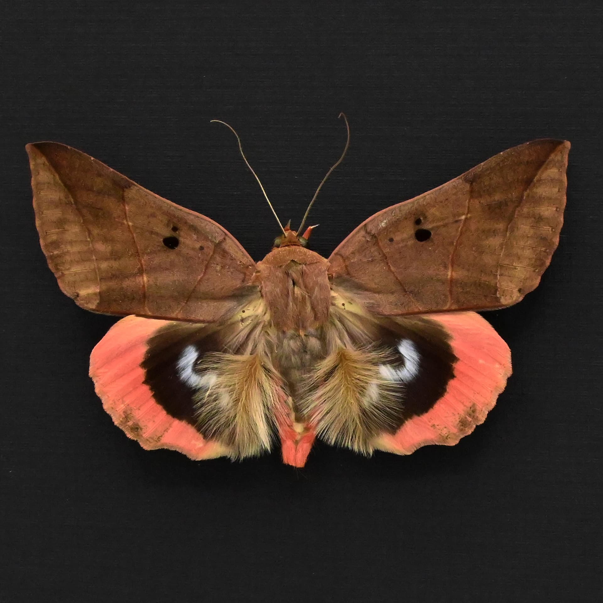 Real furry peach Underwing moth framed taxidermy - Thyas juno
