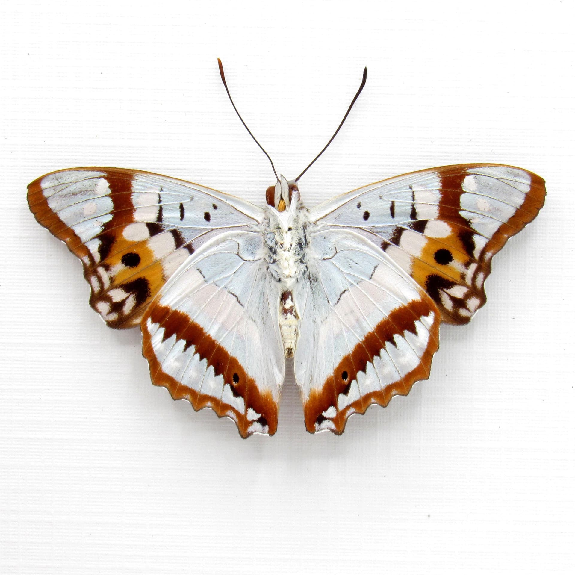 Real Pearlescent Indian Purple Emperor butterfly framed taxidermy - Mimathyma ambica miranda - Victorian mount