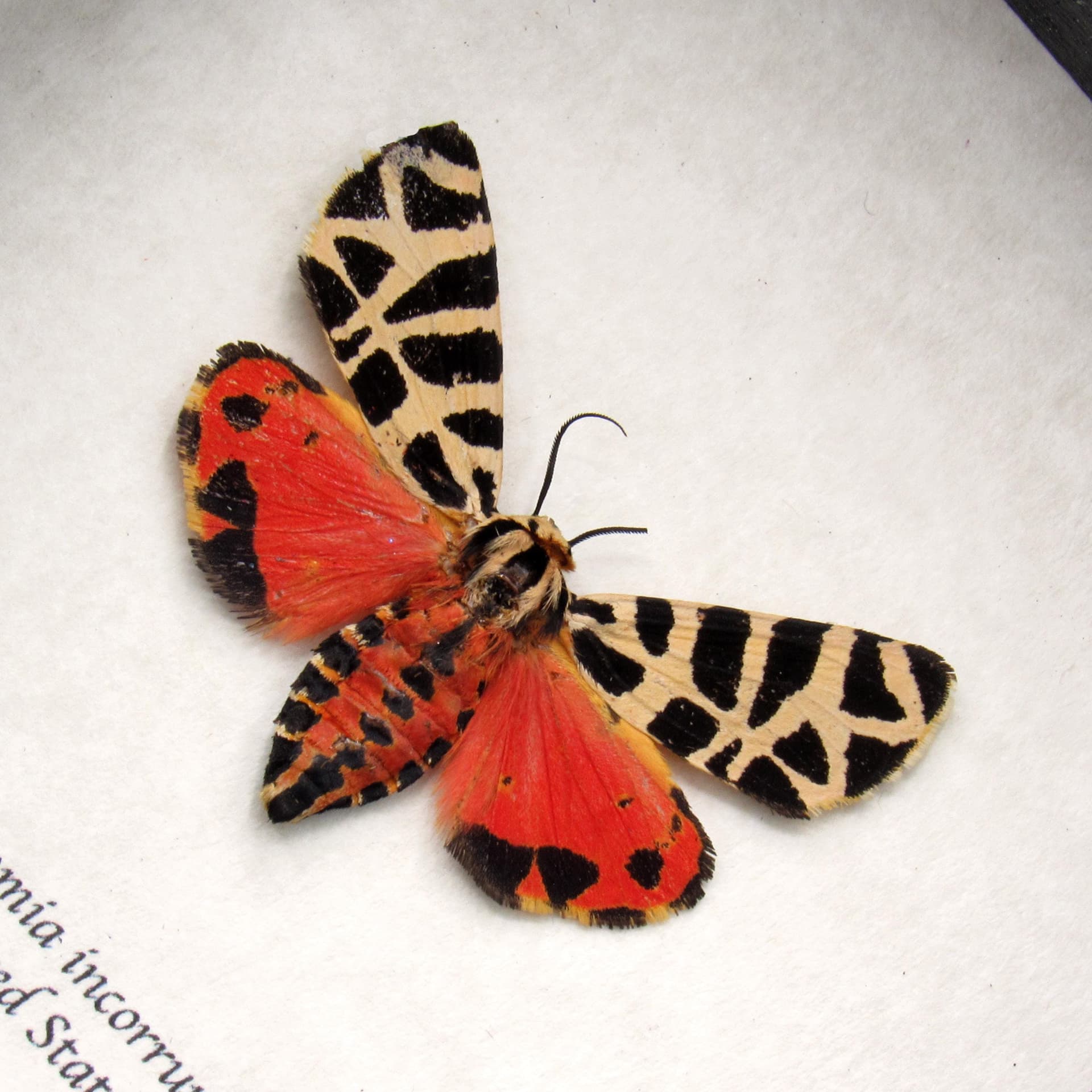 Rare Tiger moth framed taxidermy - Grammia incorrupta - red form
