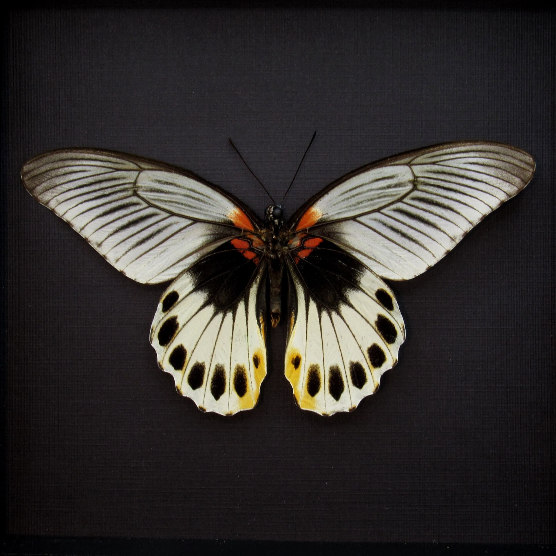Rare Great Mormon butterfly framed taxidermy - Papilio memnon christianae - female - Victorian mount