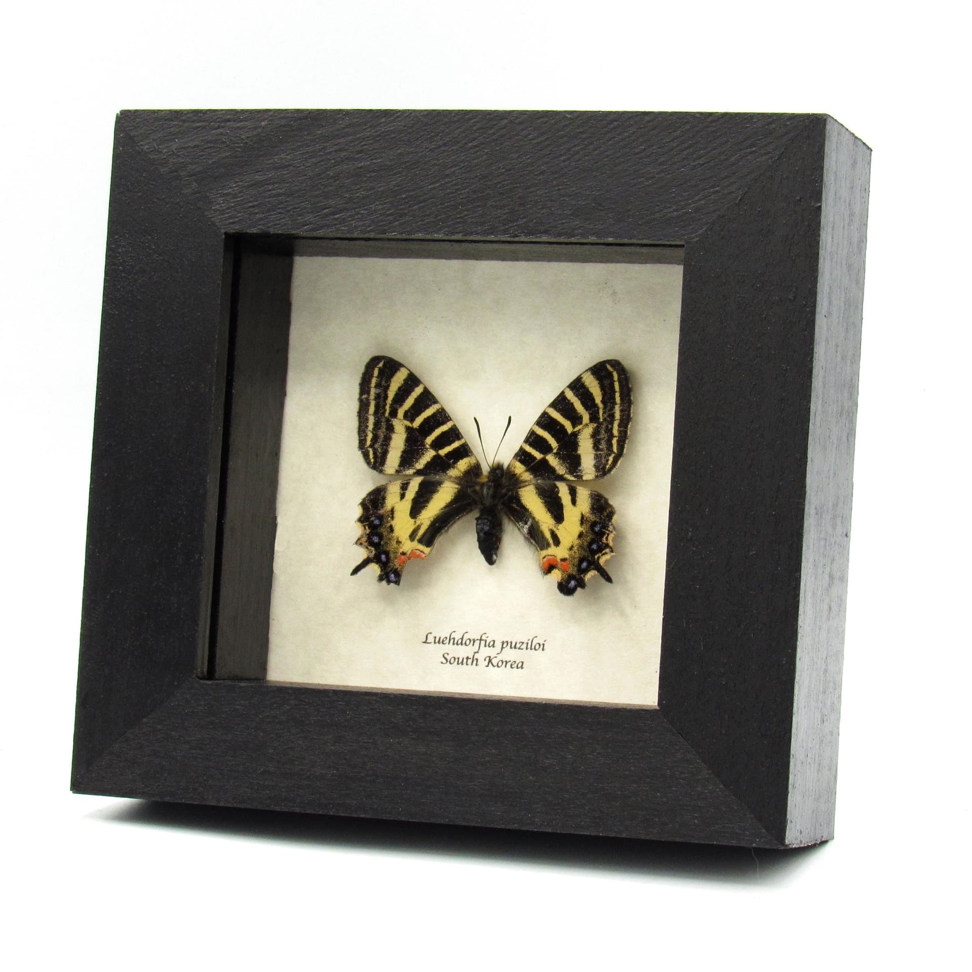 Real framed Princess Gifu Swallowtail butterfly framed specimen - Luehdorfia puziloi - female