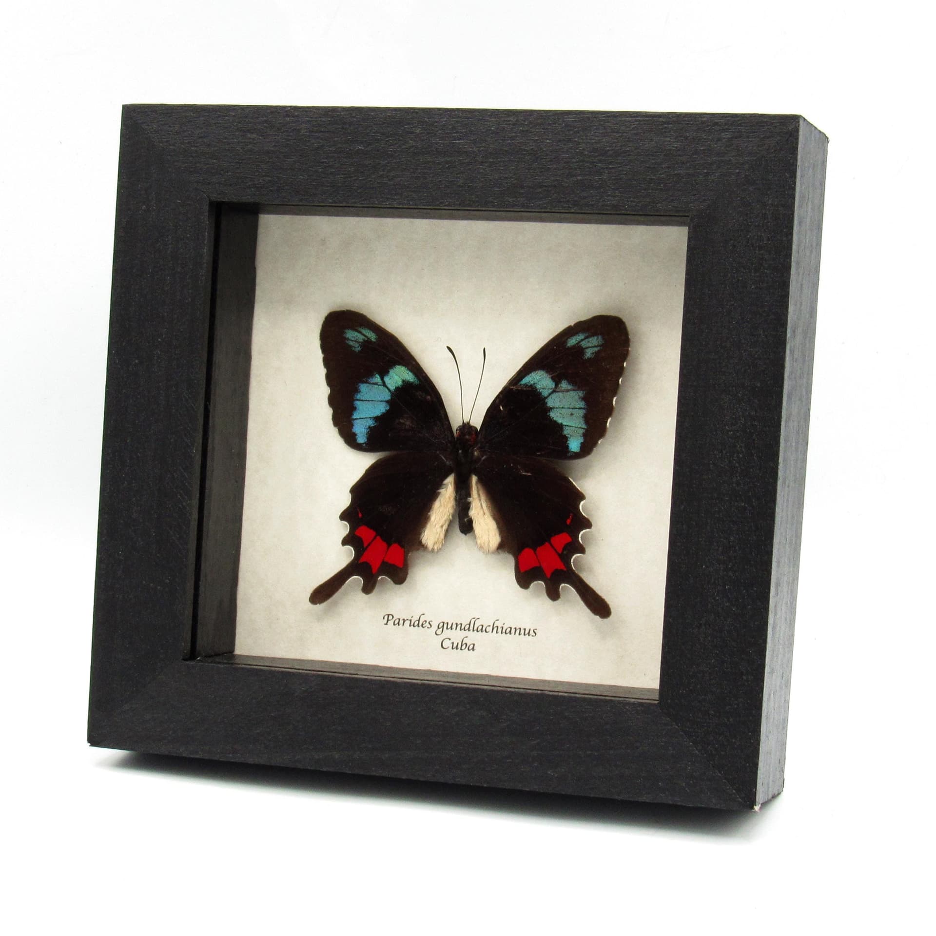 Very rare real blue Cattleheart butterfly framed taxidermy - Parides gundlachianus - minor damage