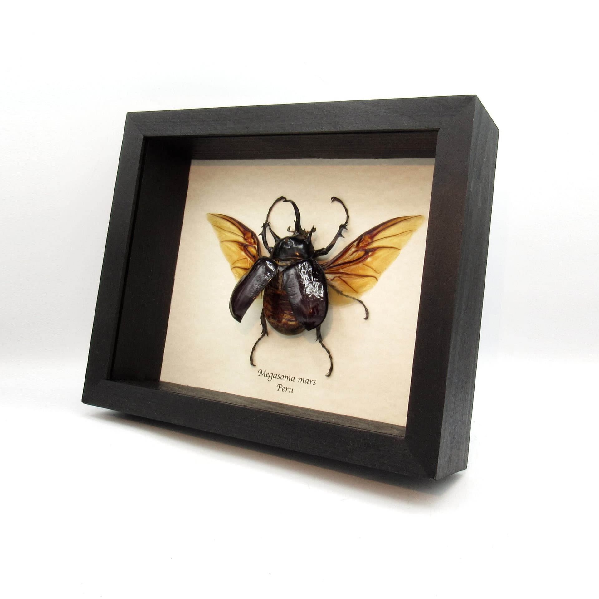 Real XL Rhinoceros beetle framed taxidermy - Megasoma mars