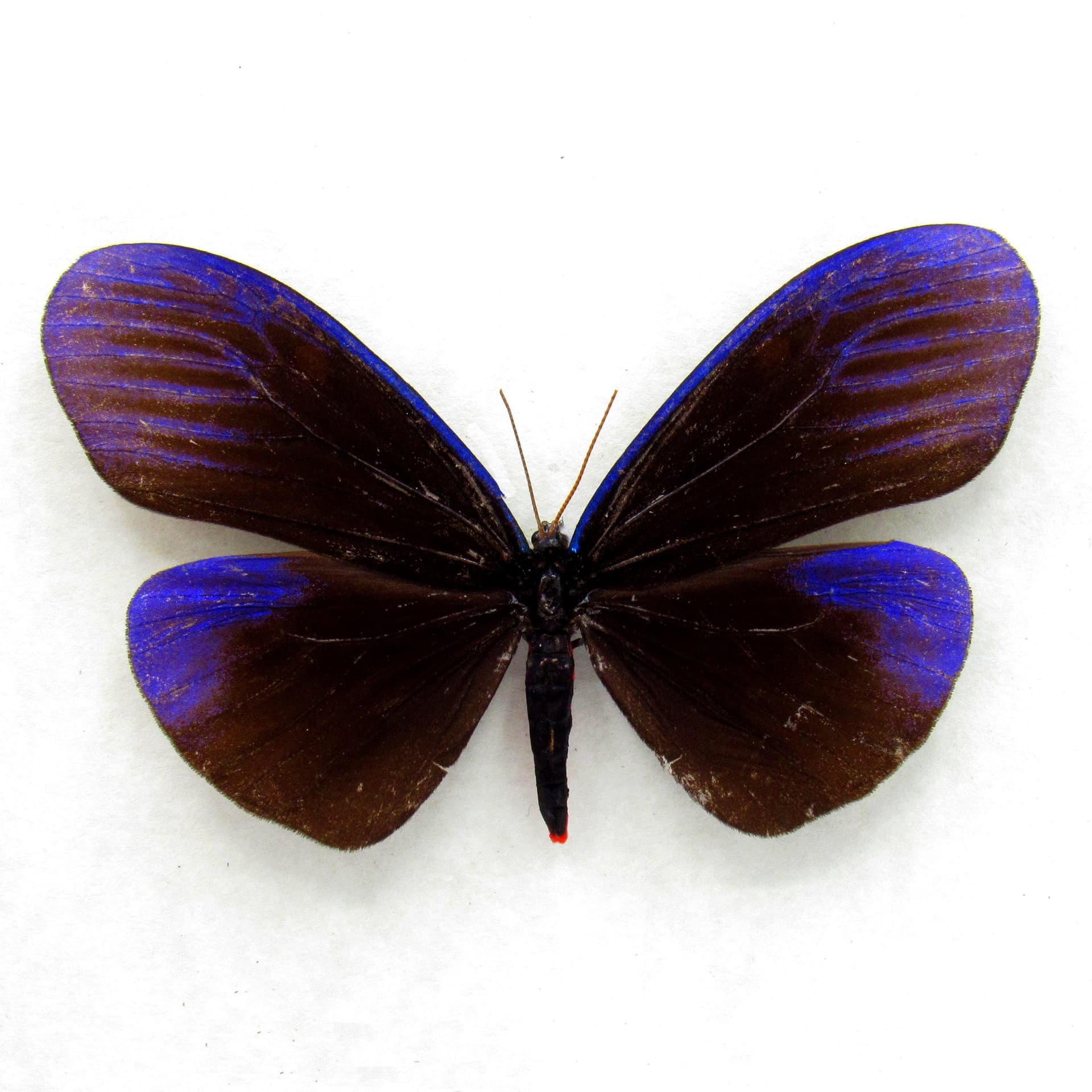 Real metallic purple day moth framed taxidermy - Pompelon marginata - large female