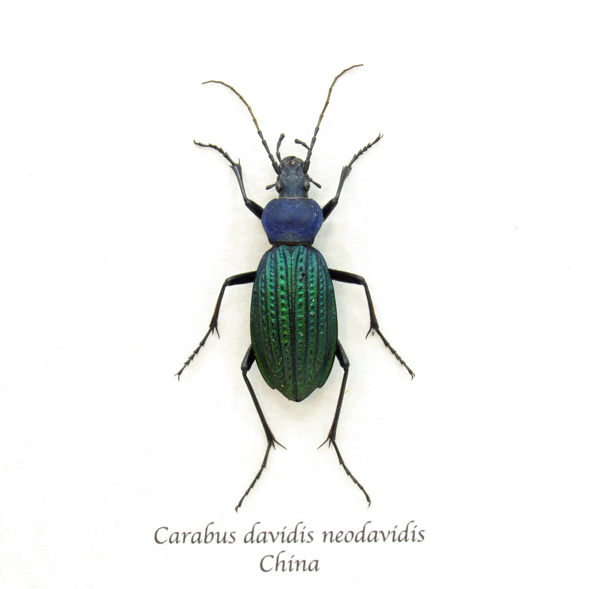 Real large green Ground beetle framed taxidermy - Carabus davidis neodavidis