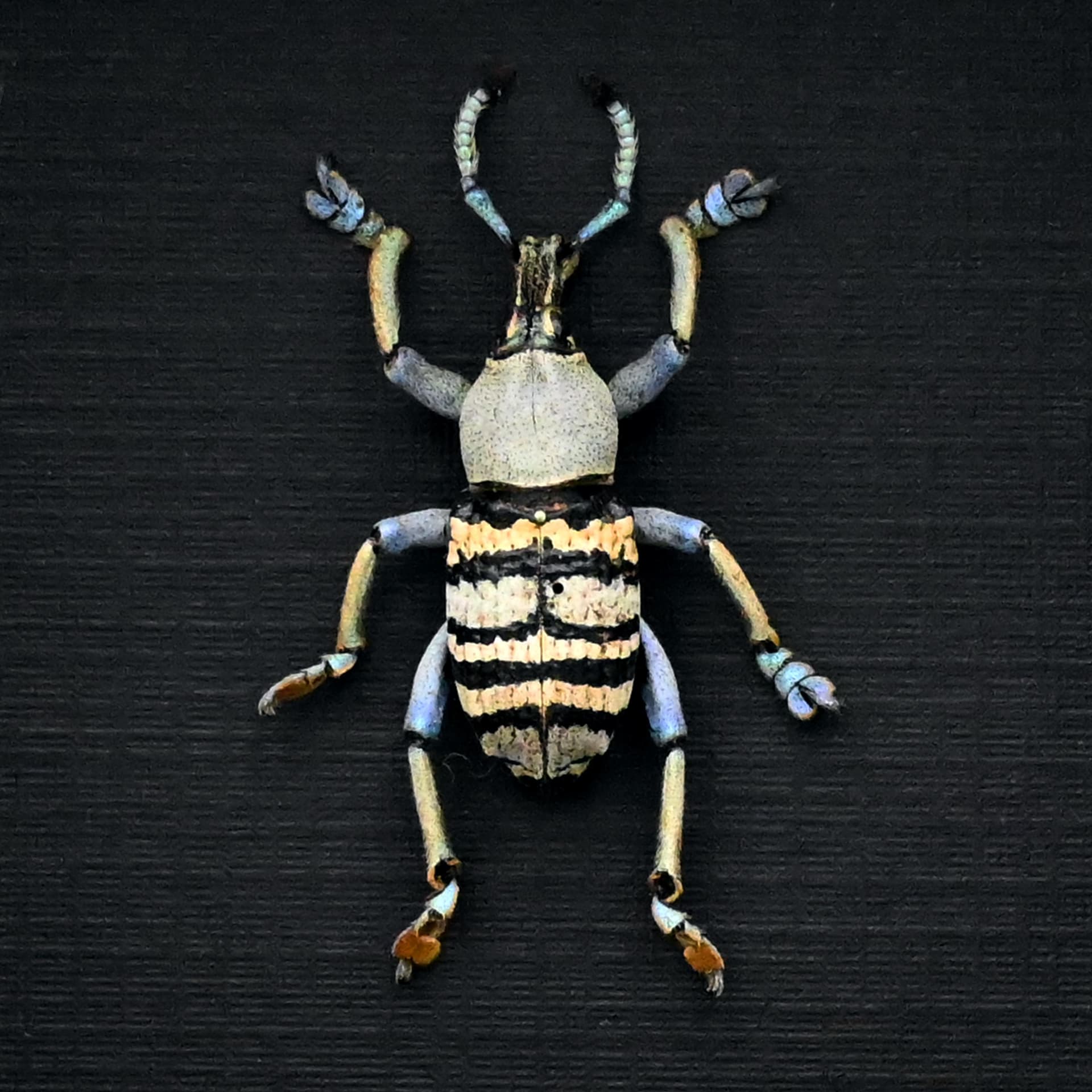 Real Weevil beetle framed taxidermy - Eupholus nickerli
