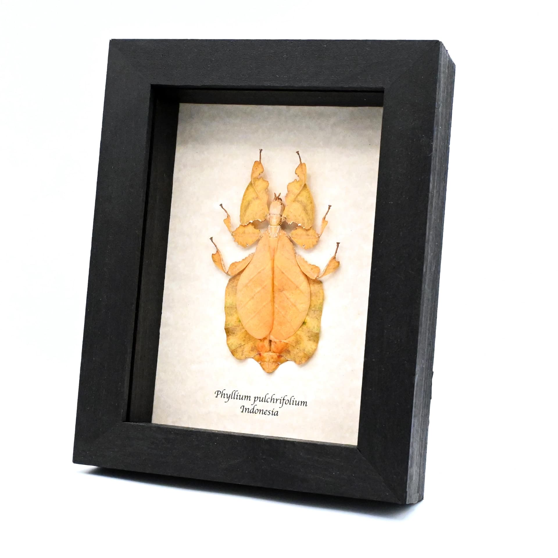 Rare Orange Walking Leaf bug framed taxidermy - Phyllium pulchrifolium