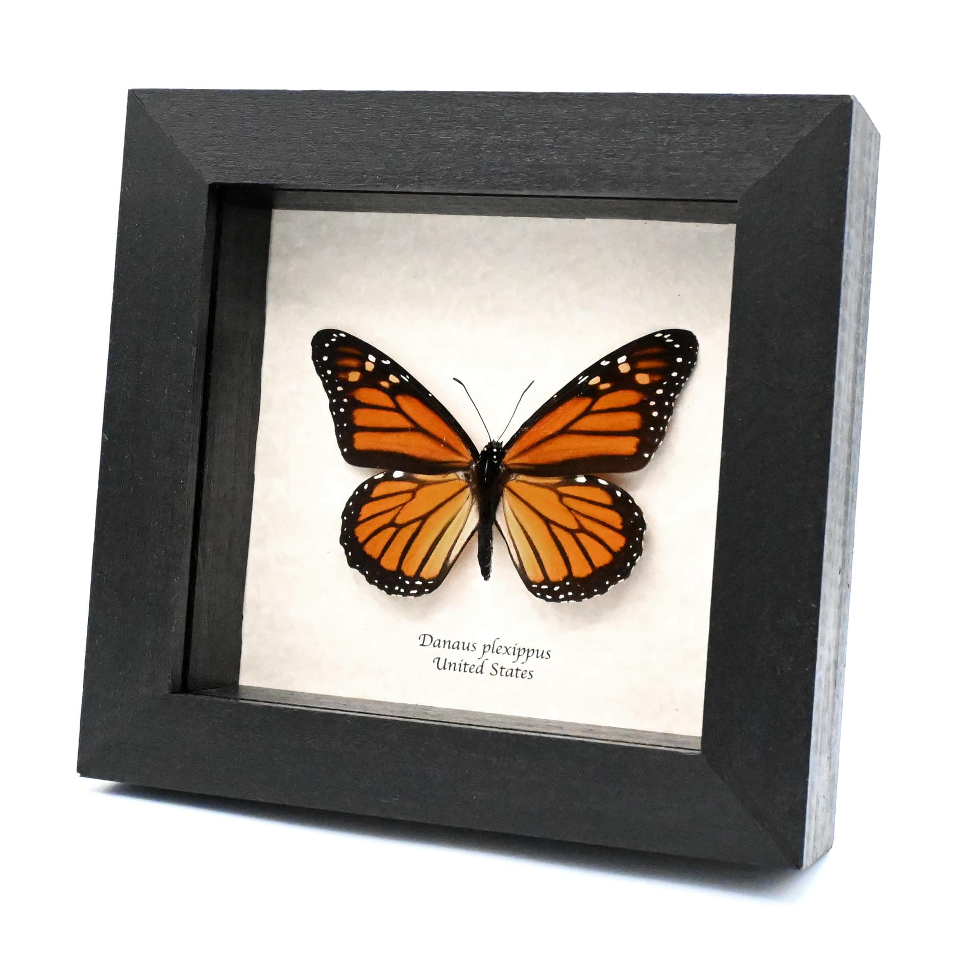 Real large Monarch butterfly framed taxidermy - Danaus plexippus