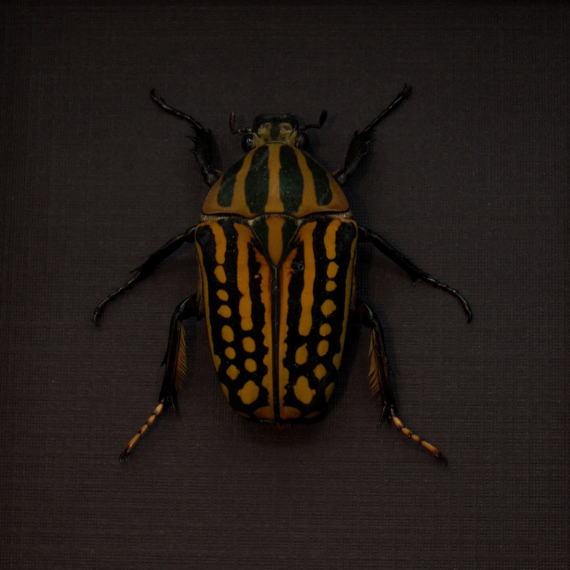 Real large Scarab beetle framed taxidermy - Chelorrhina savagei - female