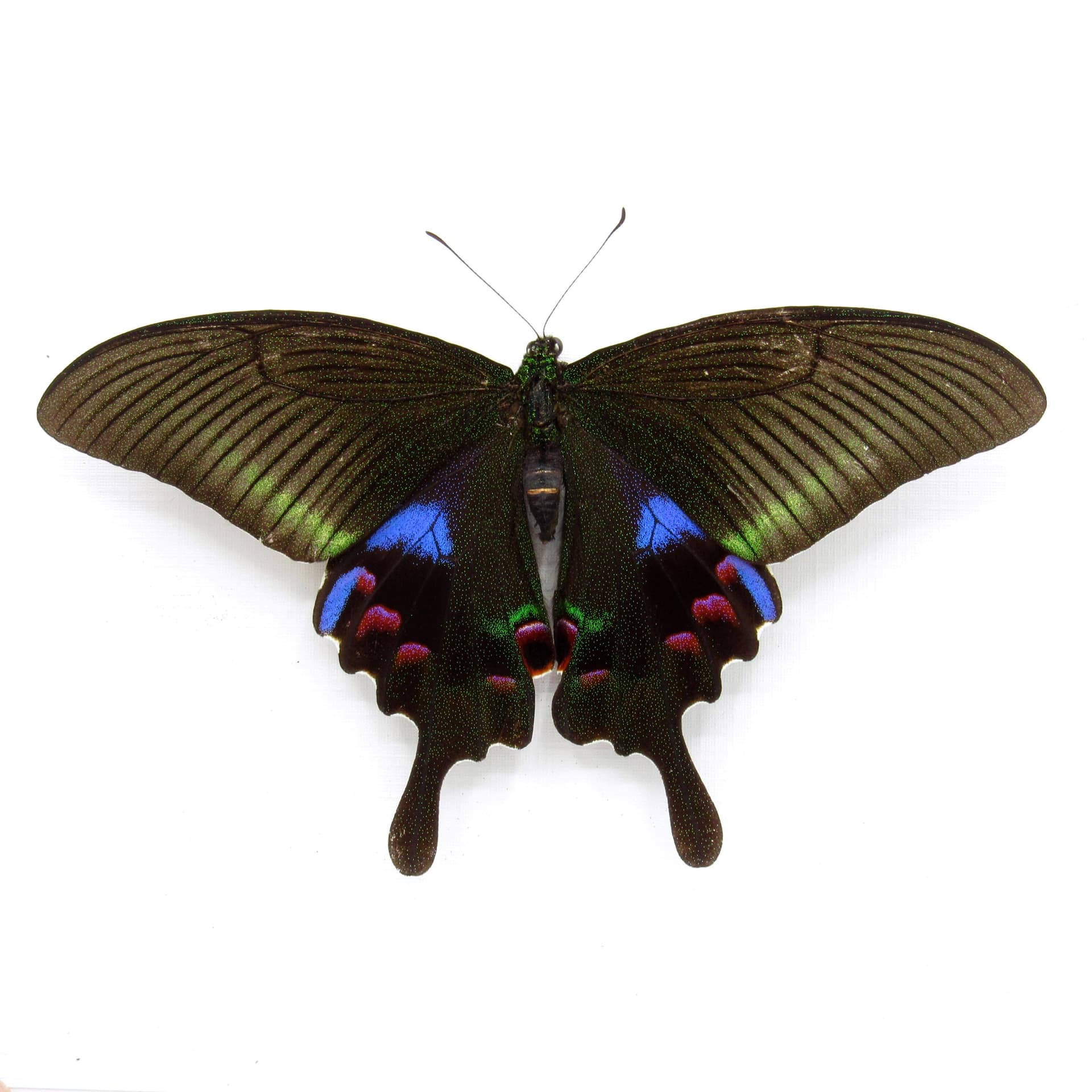 Rare female purple Peacock butterfly framed taxidermy - Papilio arcturus - Victorian mount