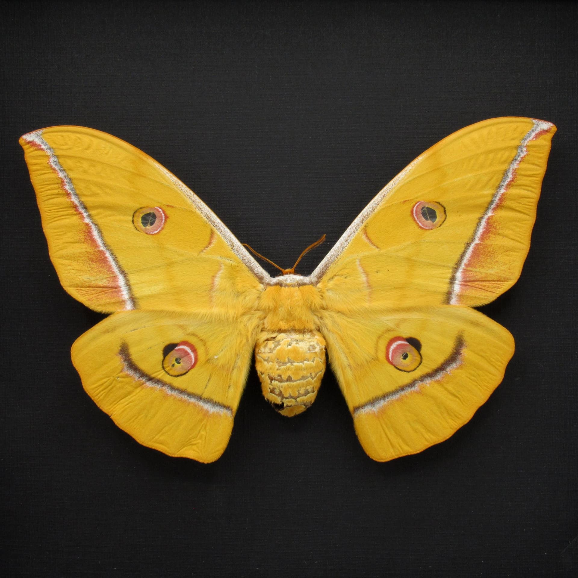 Real Giant yellow Japanese Oak Silkmoth framed taxidermy - Antheraea yamamai - female