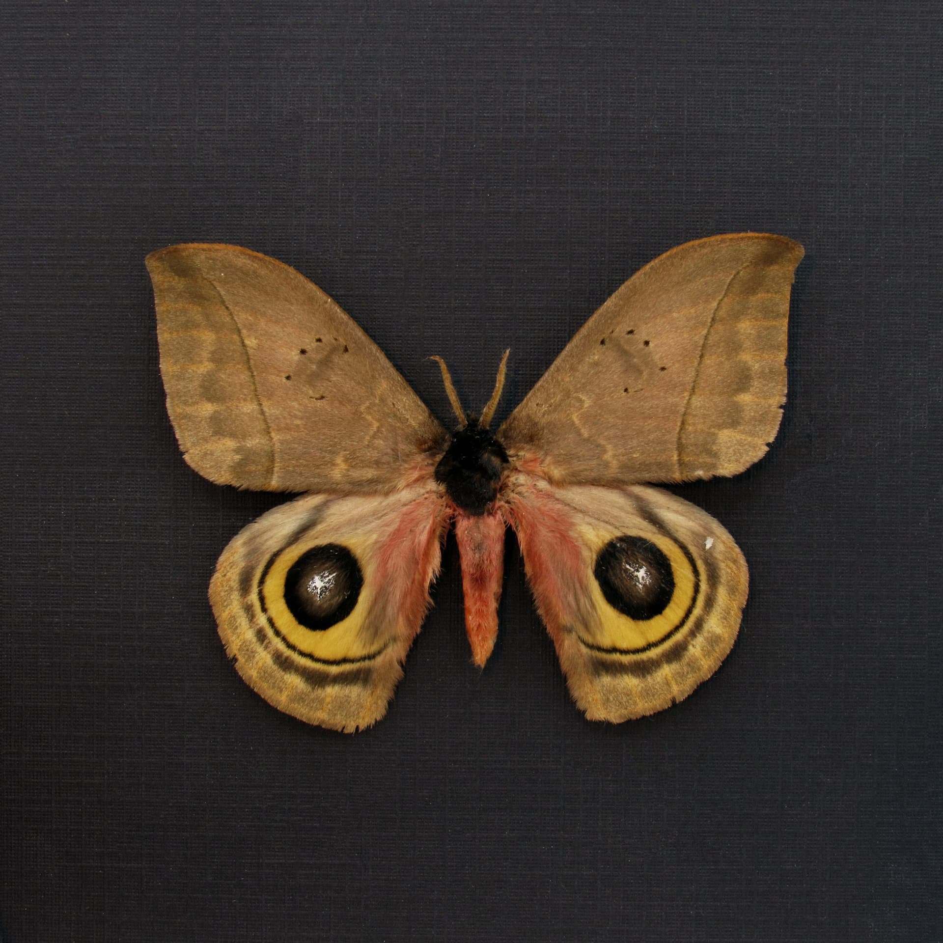 Real Saturn moth framed taxidermy - Automeris belti