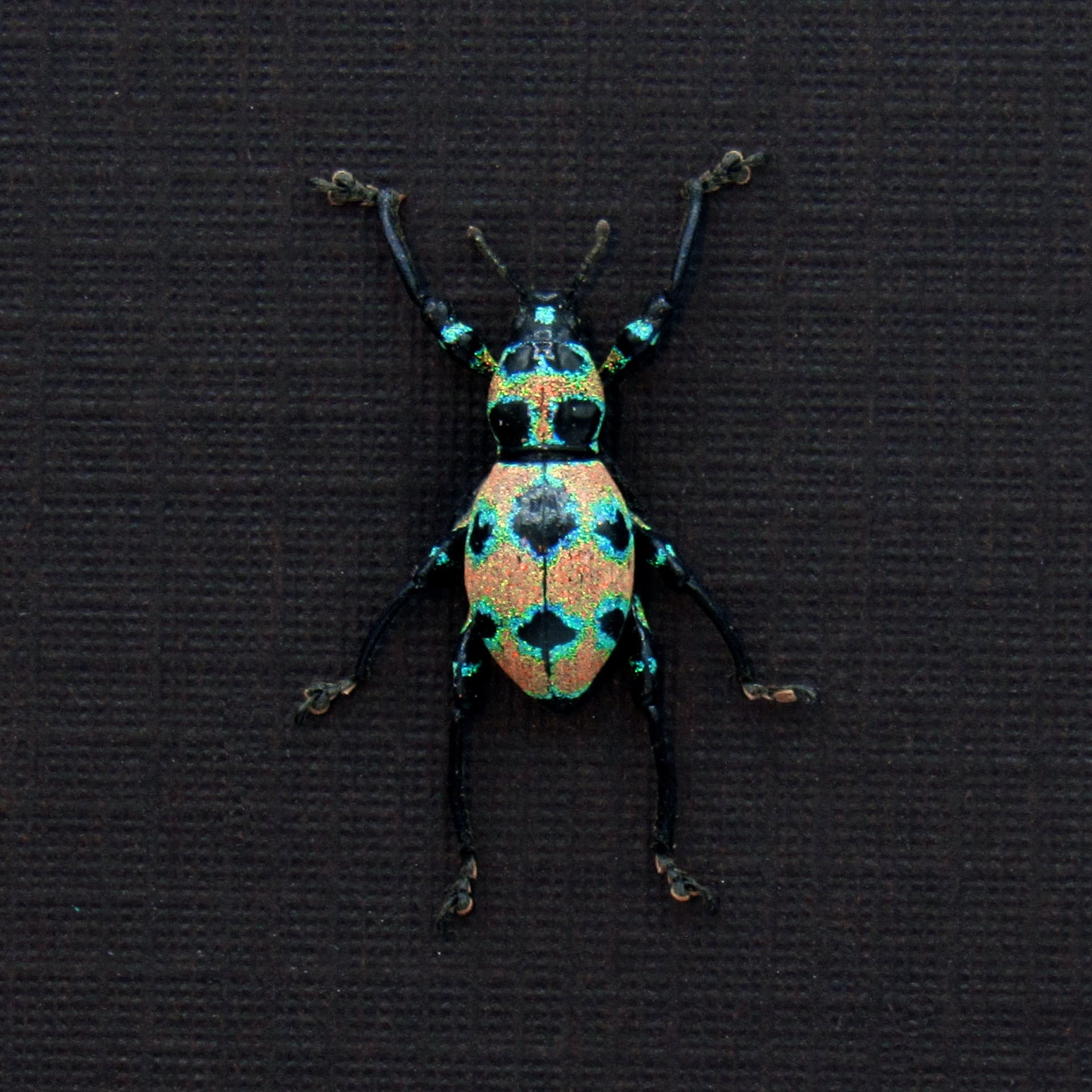 WEEVIL MANIA! Rare pink Glitter Weevil beetle framed taxidermy - Pachyrhynchus orbifer